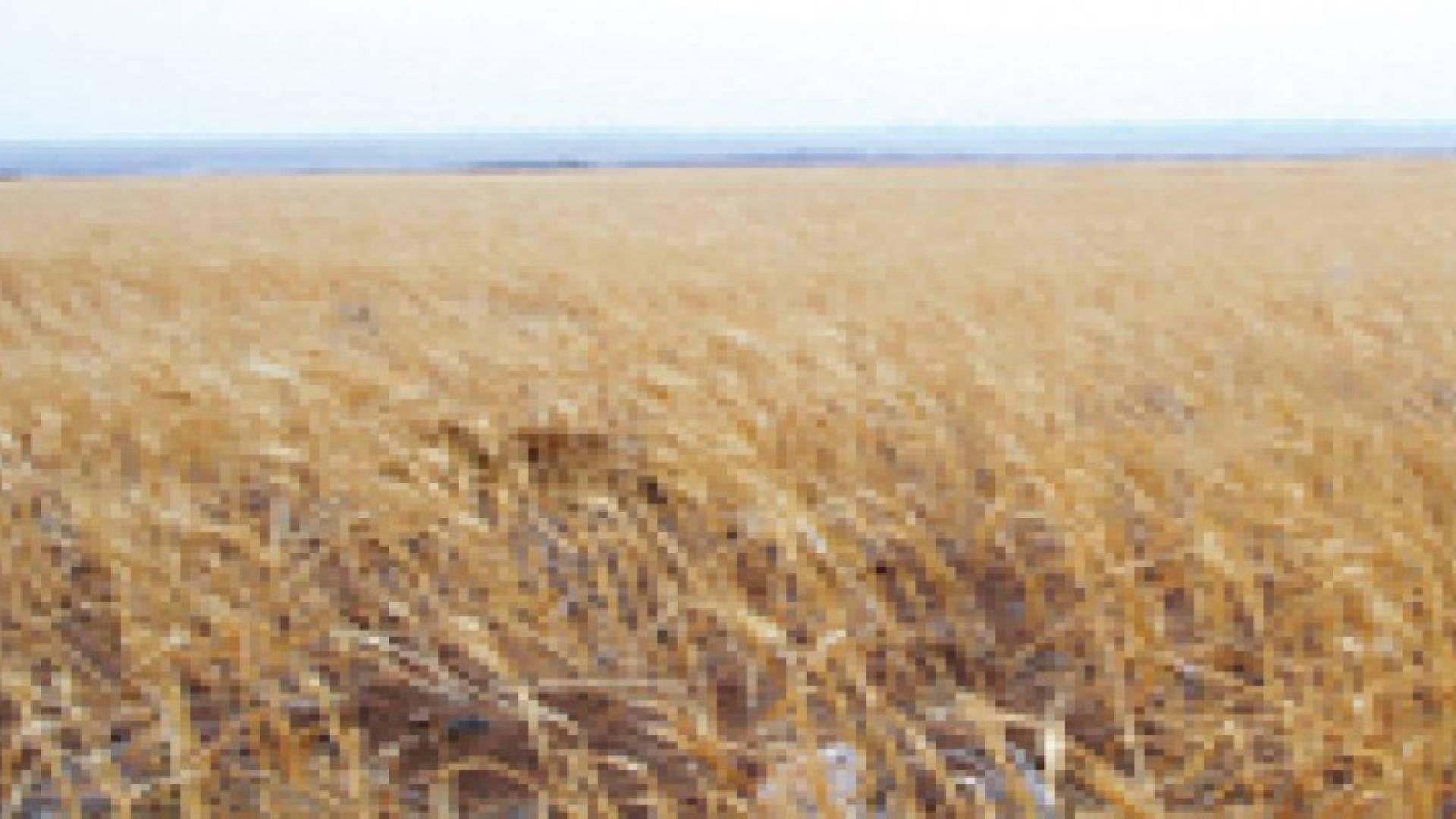 ارتفاع نسبة الاراضي المزروعة بالشعير بنسبة 16.3 %