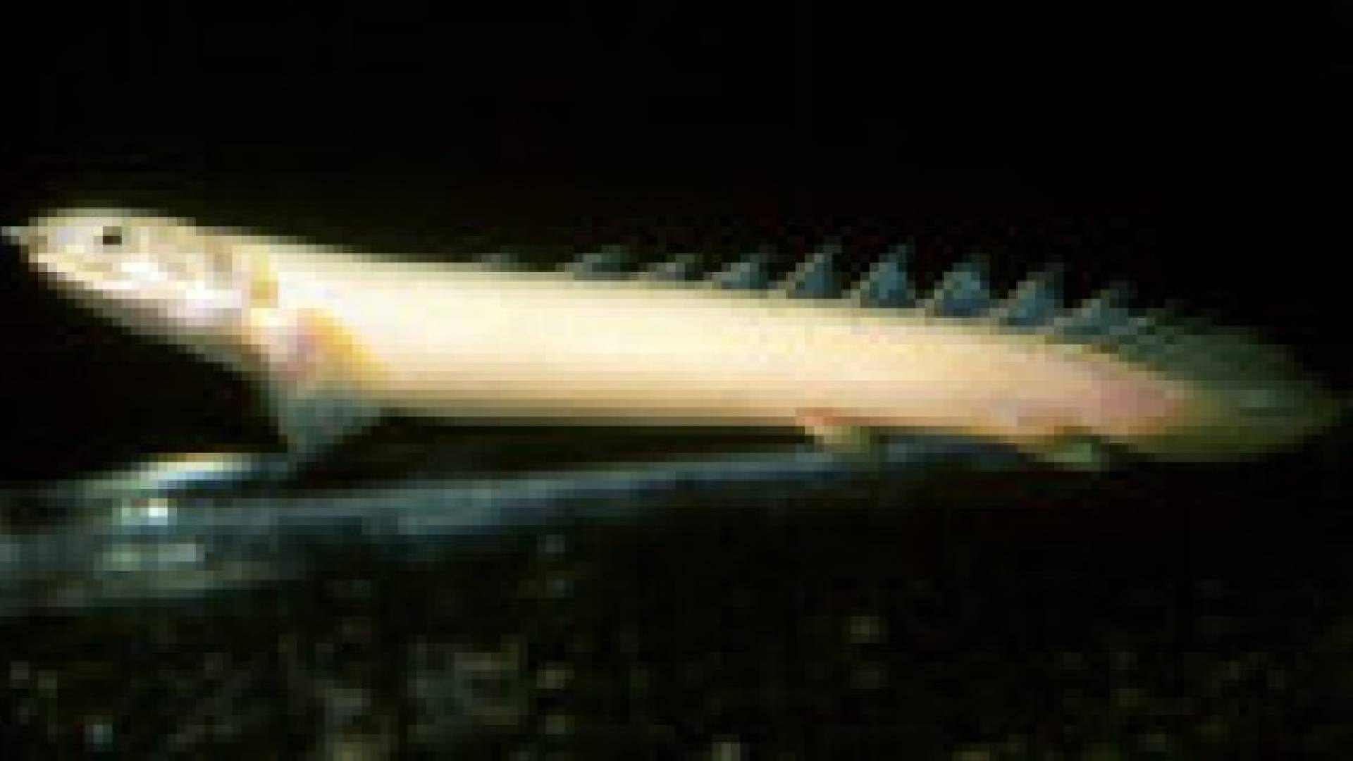 العلماء يعلمون الأسماك على الزحف .. فيديو