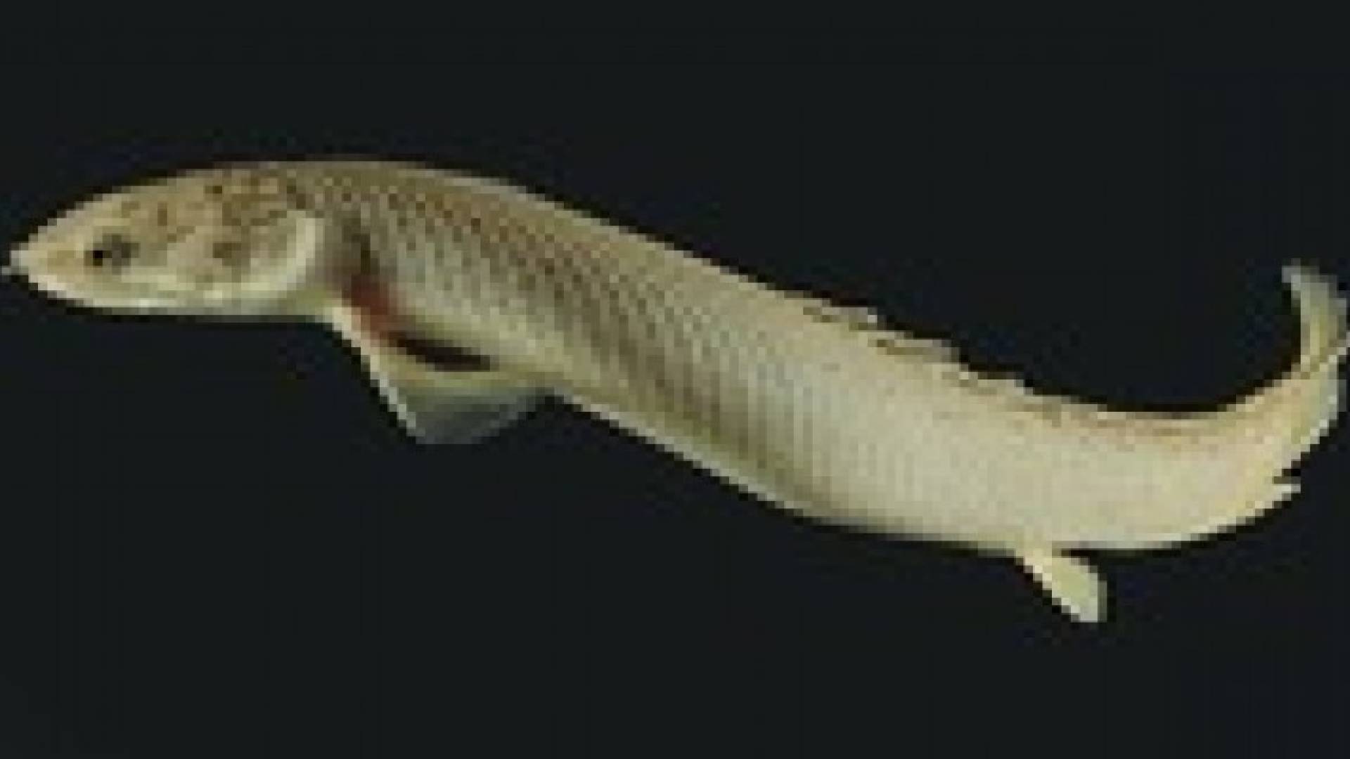 أسماك تتعلم المشي لدى إبقائها فترة طويلة خارج الماء .. فيديو