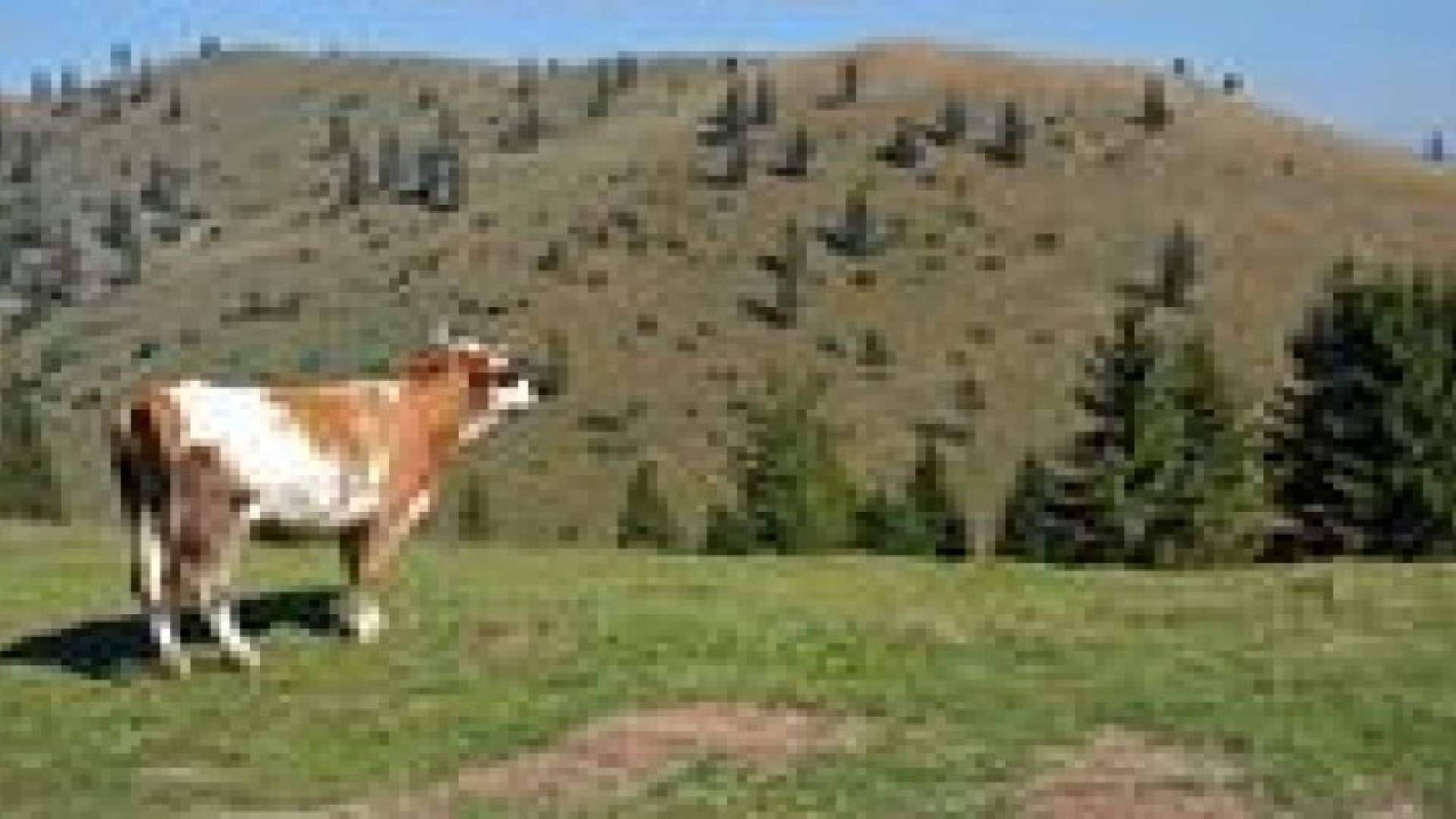 الزراعة توقف استيراد الاغنام والابقار الحية من رومانيا