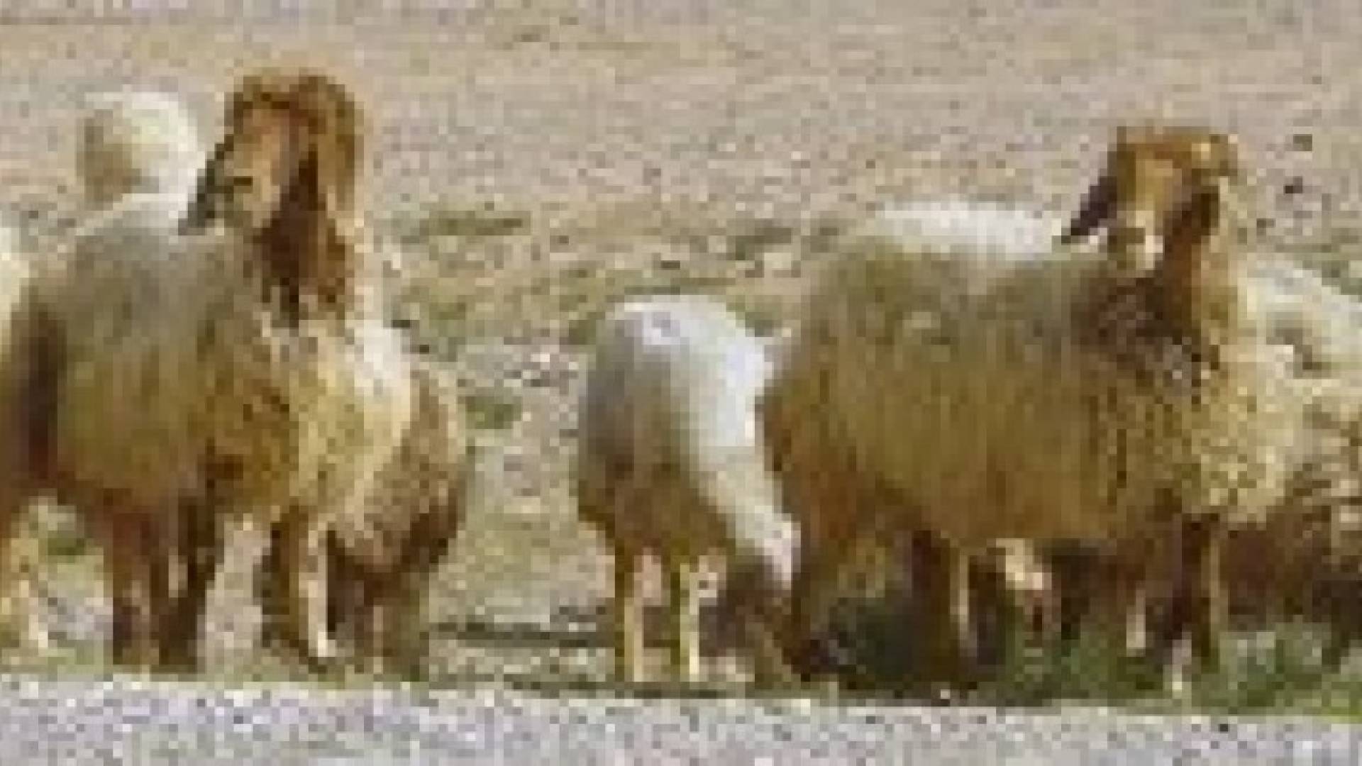 الاردن يصدر 380 الف خروف للاسواق الخليجية منذ مطلع العام