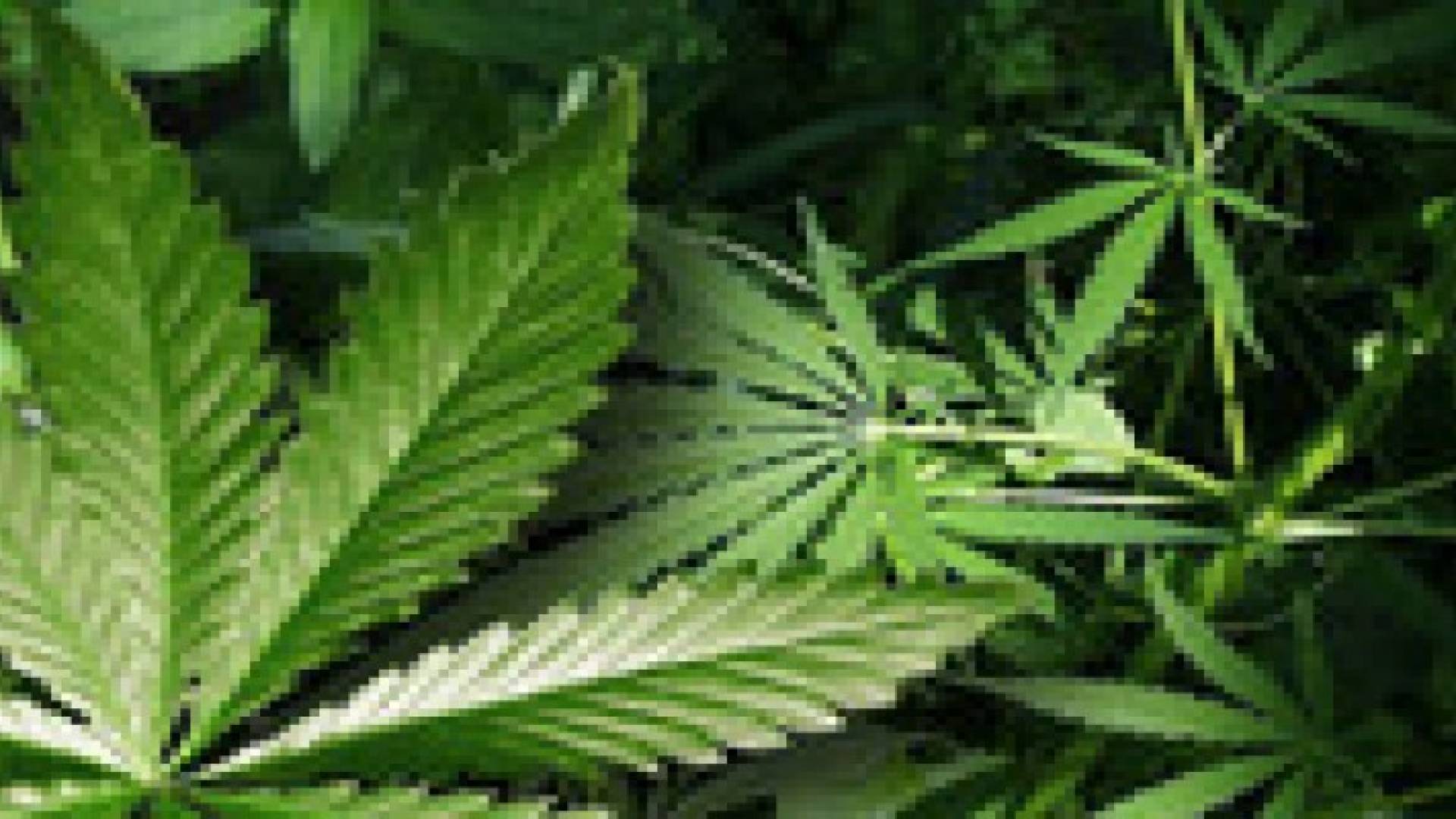 القبض على لاجئ سوري يزرع الماريجوانا في مخيم الزعتري