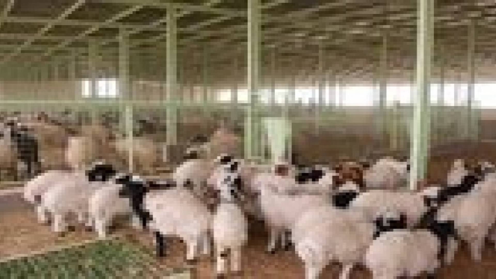 توفر الاضاحي رغم وقف الاستيراد من رومانيا