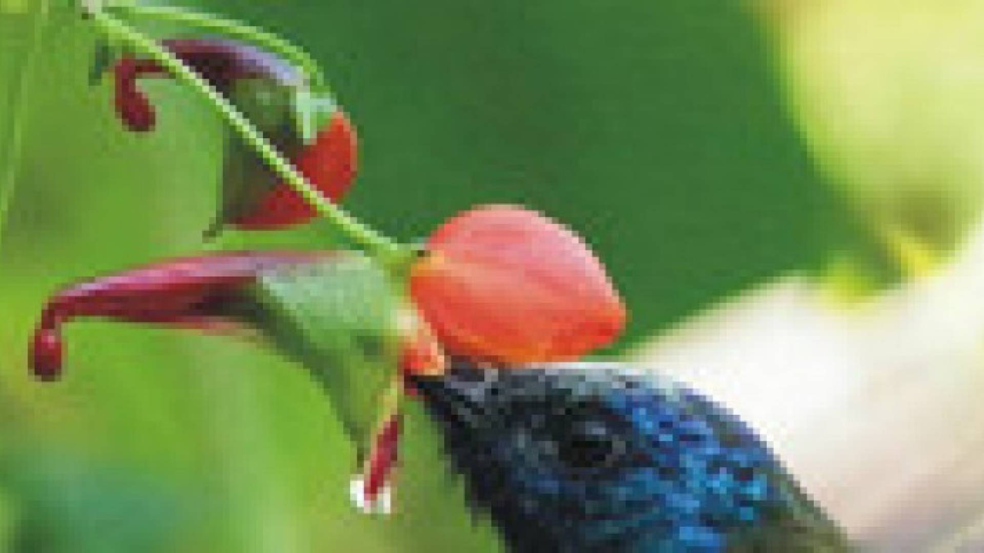 زهرة غير عادية تدور كي يؤمن الطائر تلقيحها