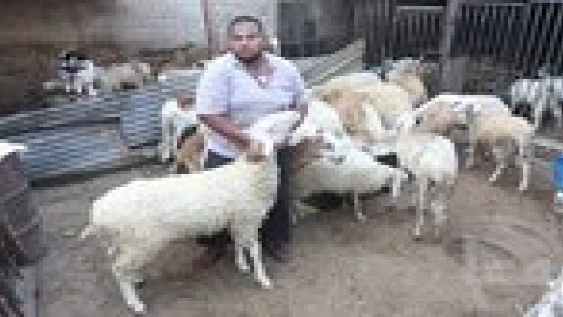 إعلان شروط وتعليمات بيع وذبح الأضاحي في عمان