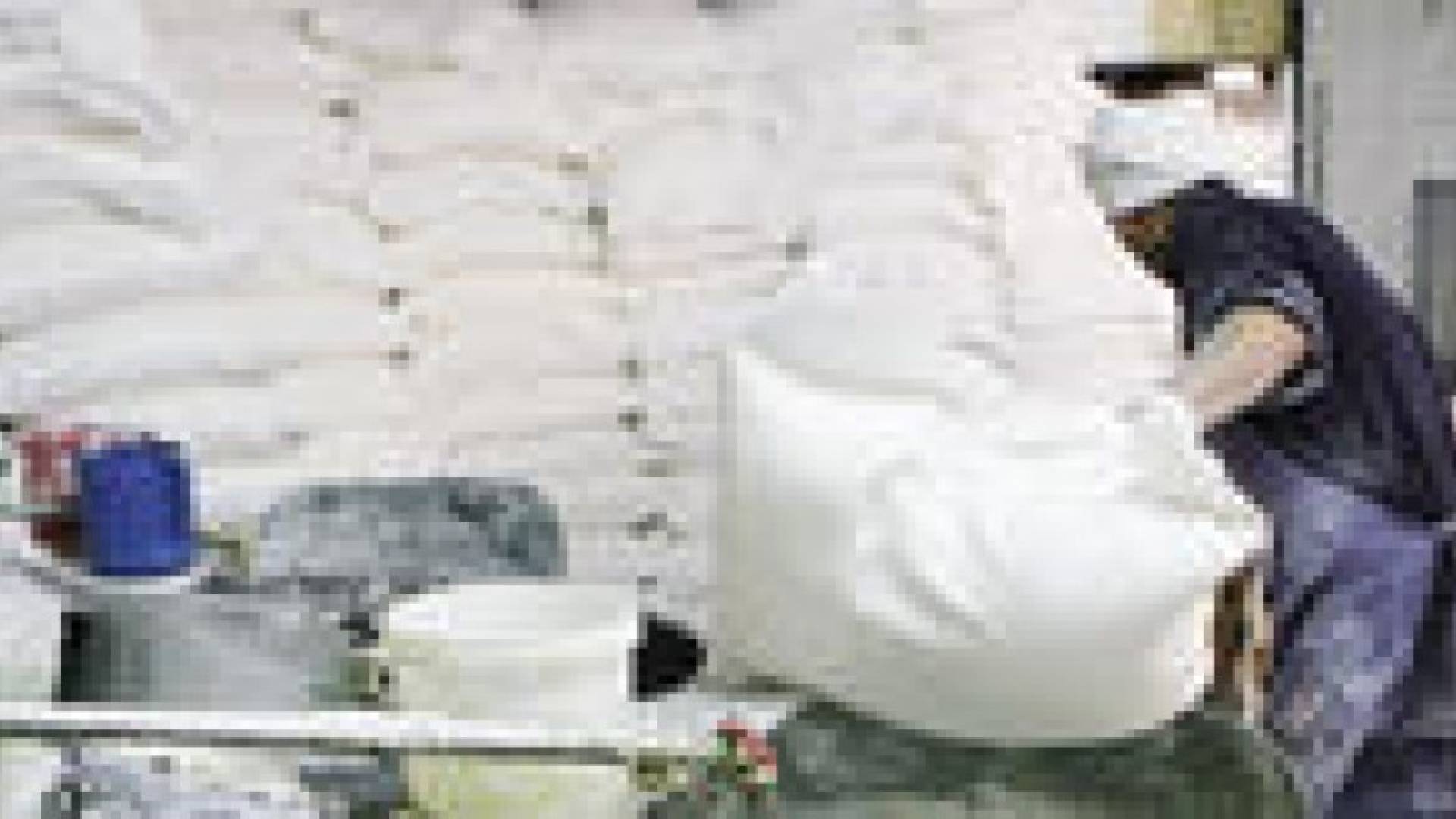 الحكومة تستورد شحنات قمح مصابة بحشرة  " السونة "