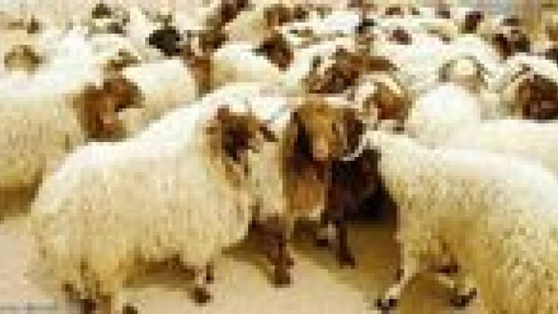 ارتفاع أسعار الأضاحي رغم وفرة المعروض