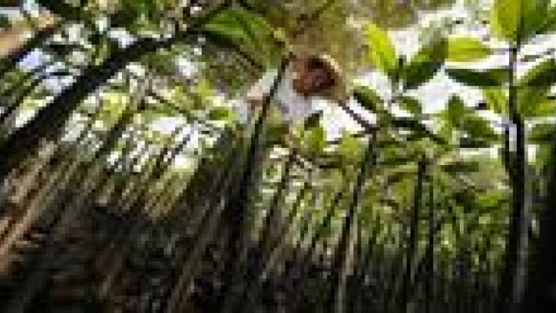 الفيليبين تزرع 3,2 ملايين شجرة في ساعة واحدة