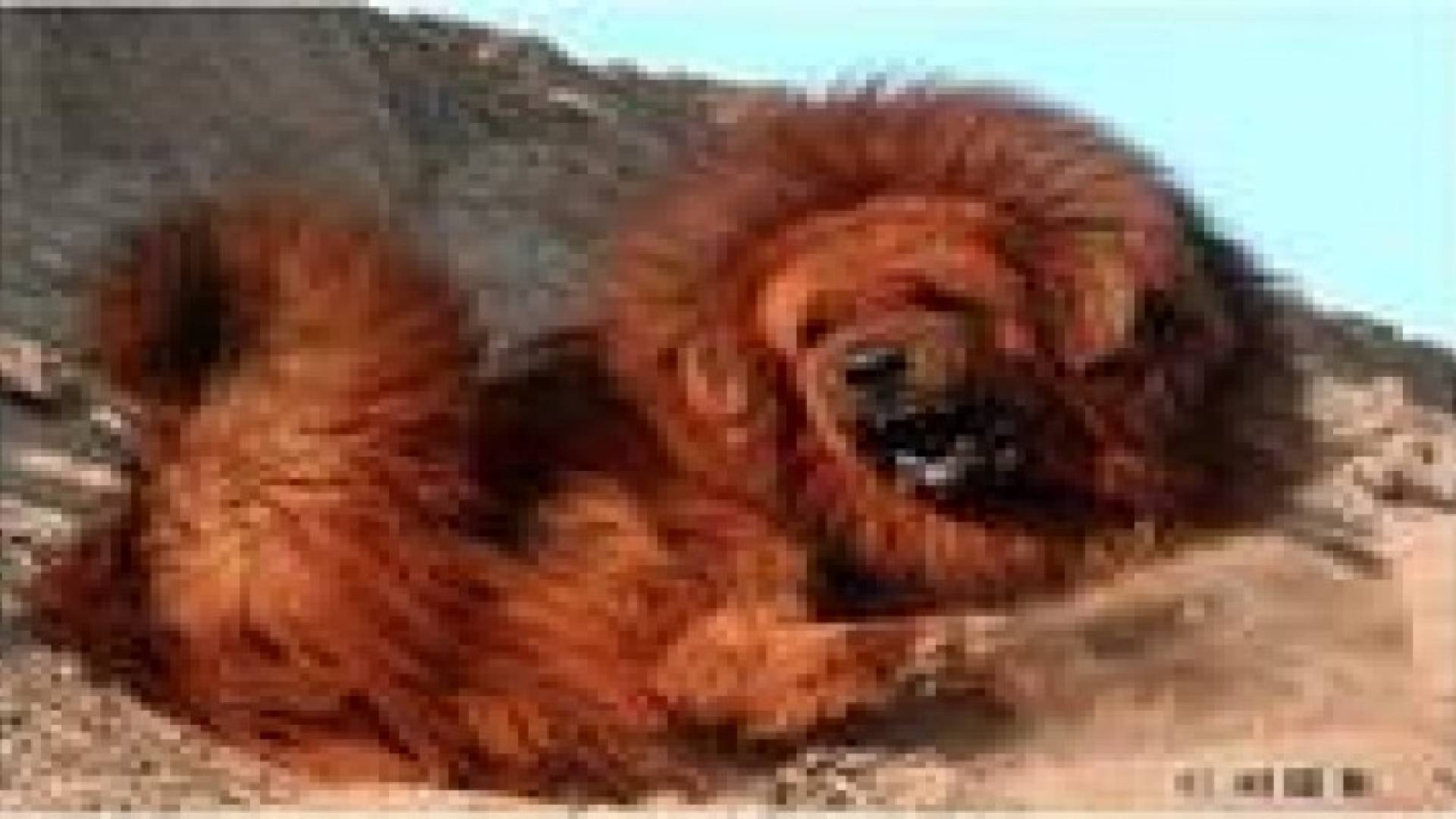 استنساخ أغلى  وأشرس كلب في العالم ..صور