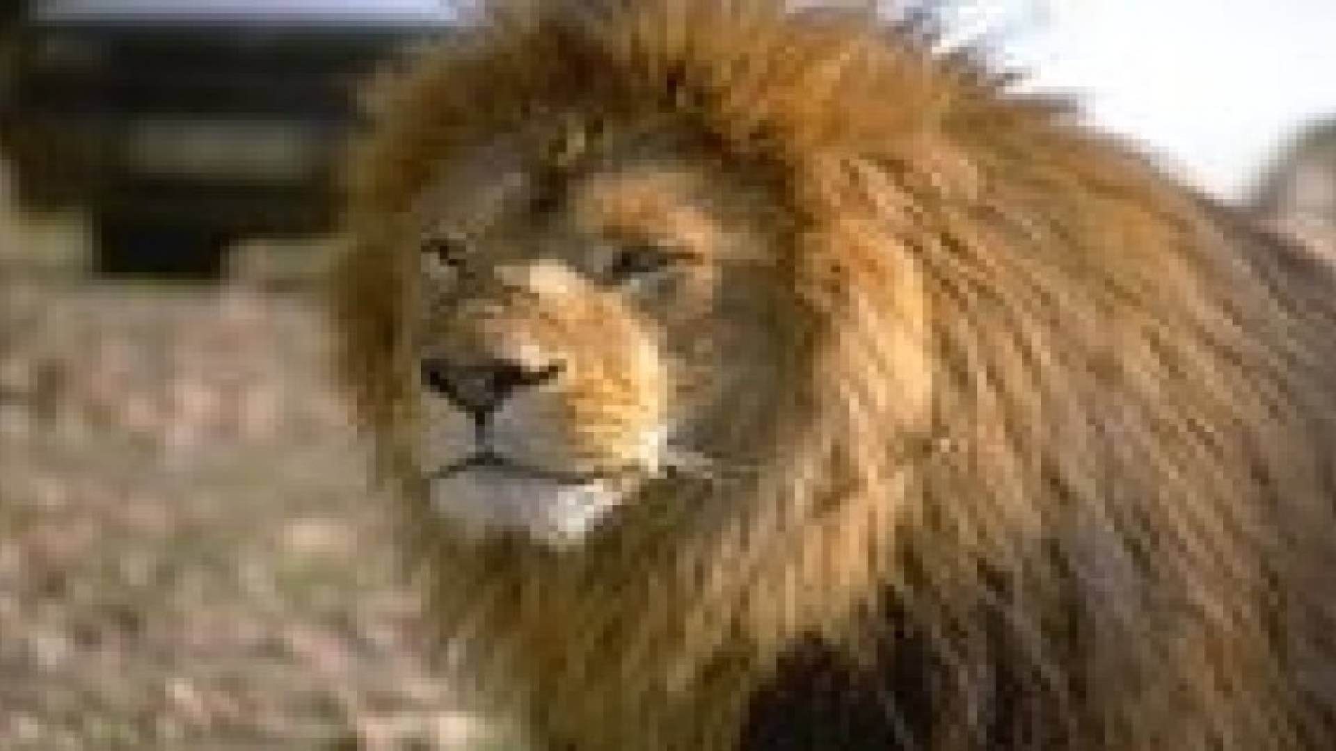 نقل 3 أسود من غزة إلى الأردن للعلاج النفسي