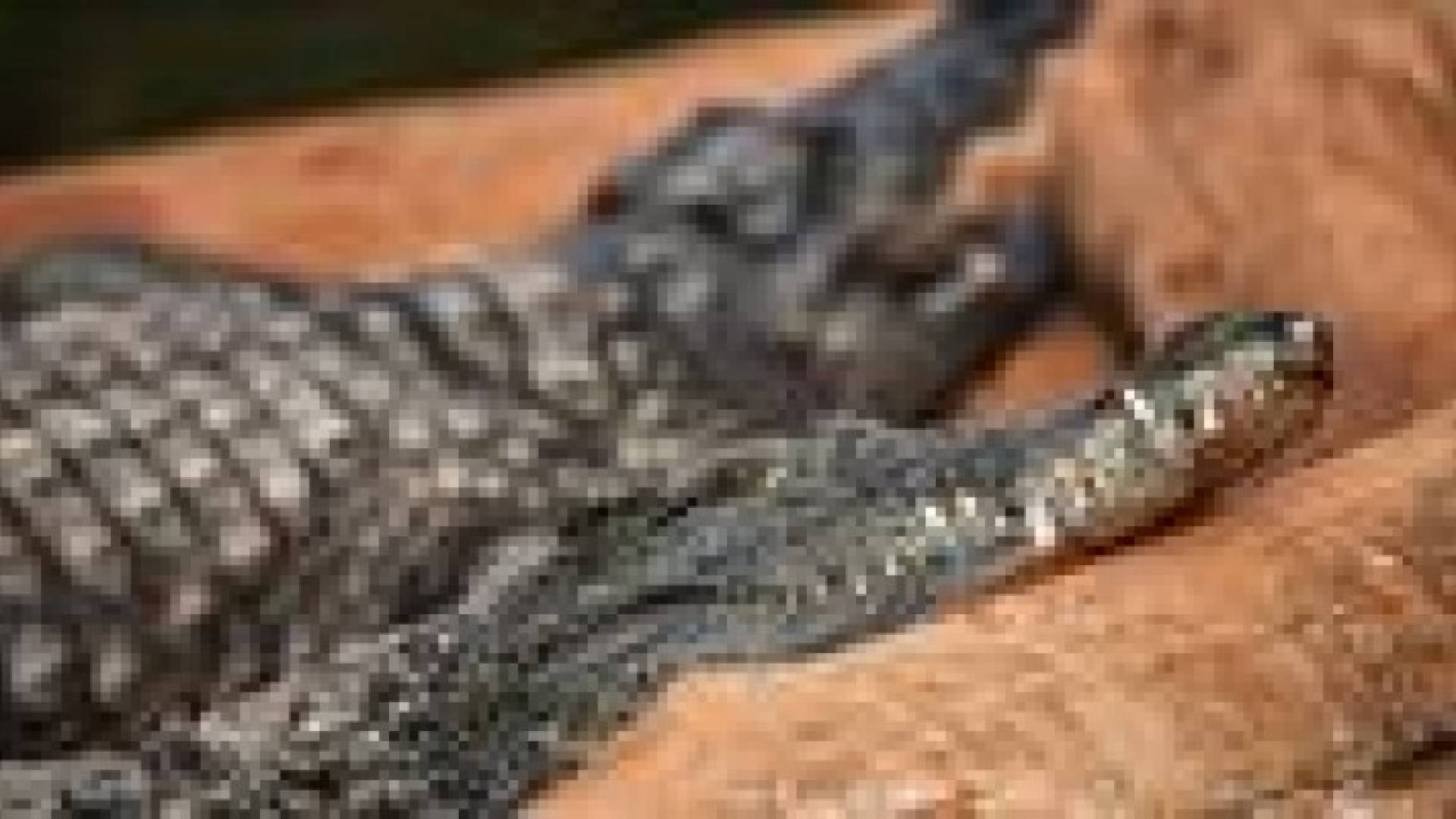 تراجع كائنات الحياة البرية بالعالم بنحو النصف