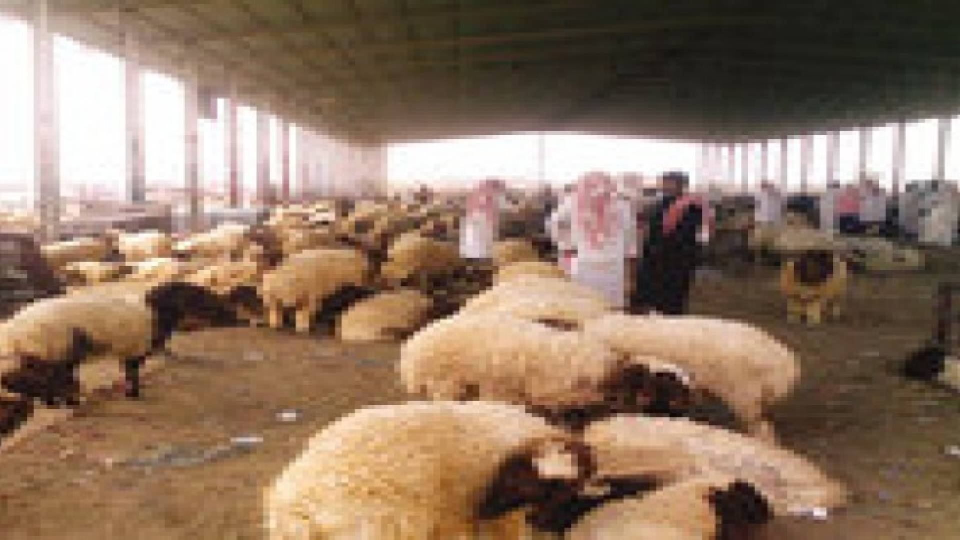 توفر نحو نصف مليون اضحية في المملكة