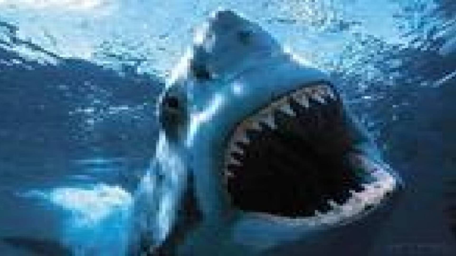 إغلاق شواطئ بكاليفورنيا بسبب " القرش "