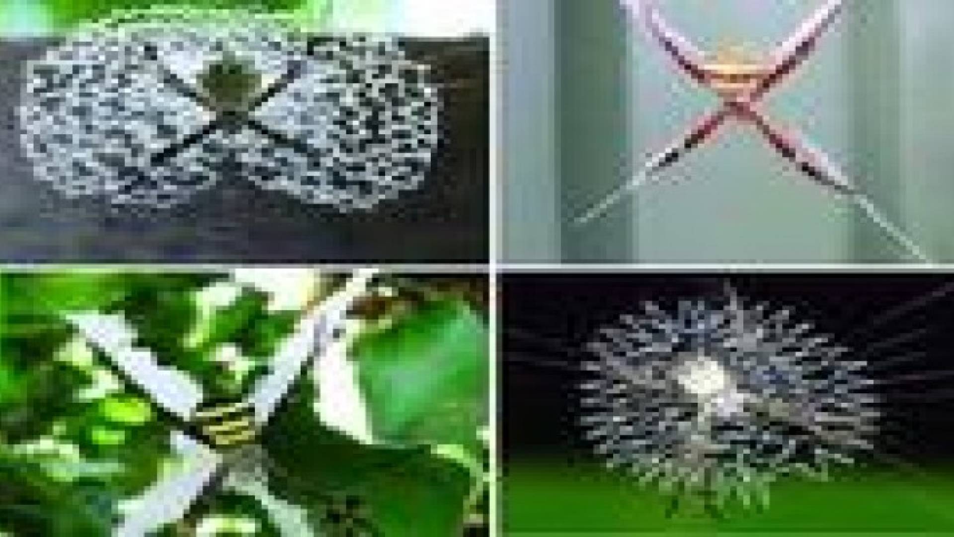 تصاميم مذهلة لشبكات العنكبوت تحير العلماء.. صور