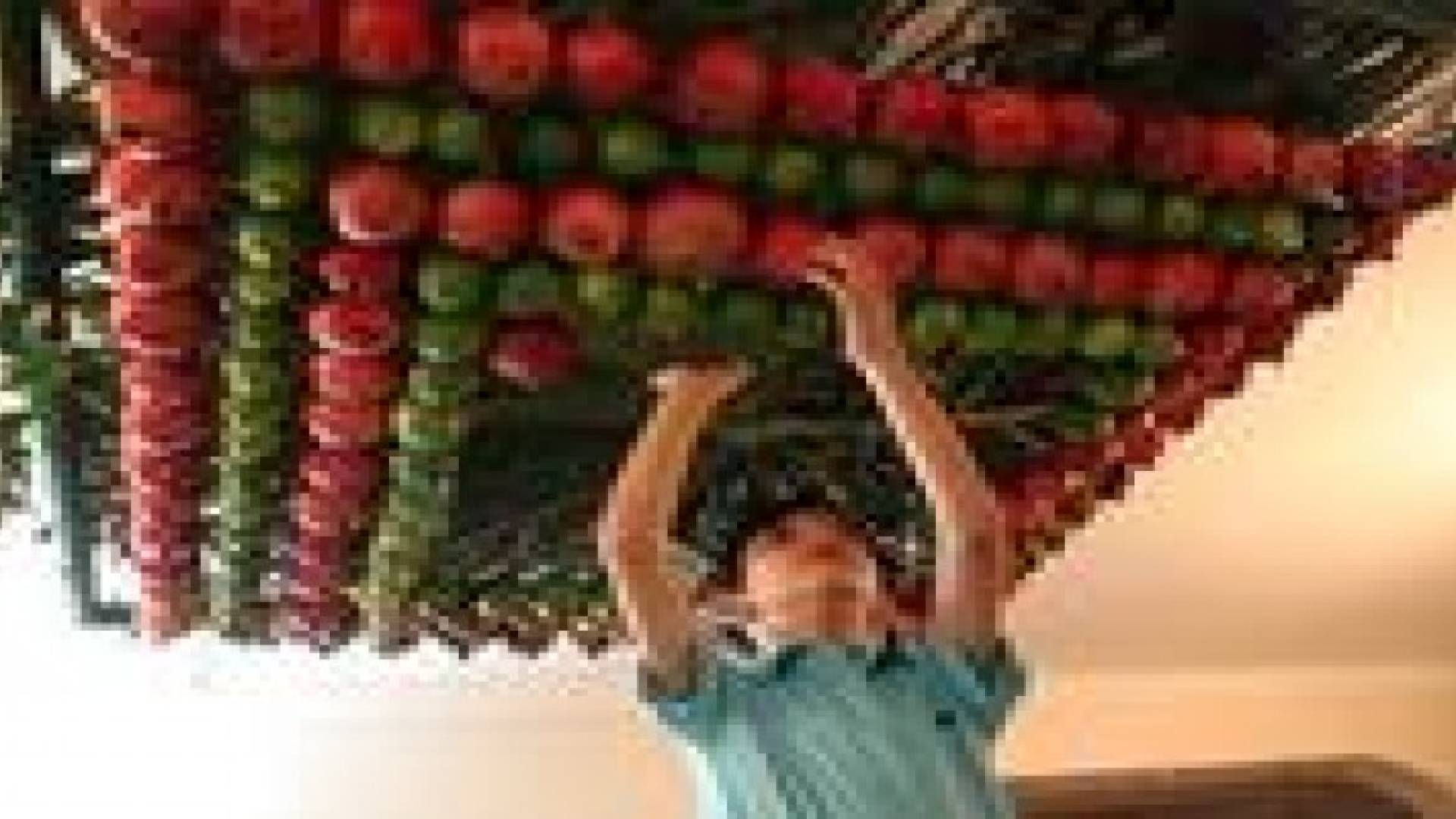 السامريون يبنون “العرش” في نابلس تخليدا لذكرى الخروج من مصر