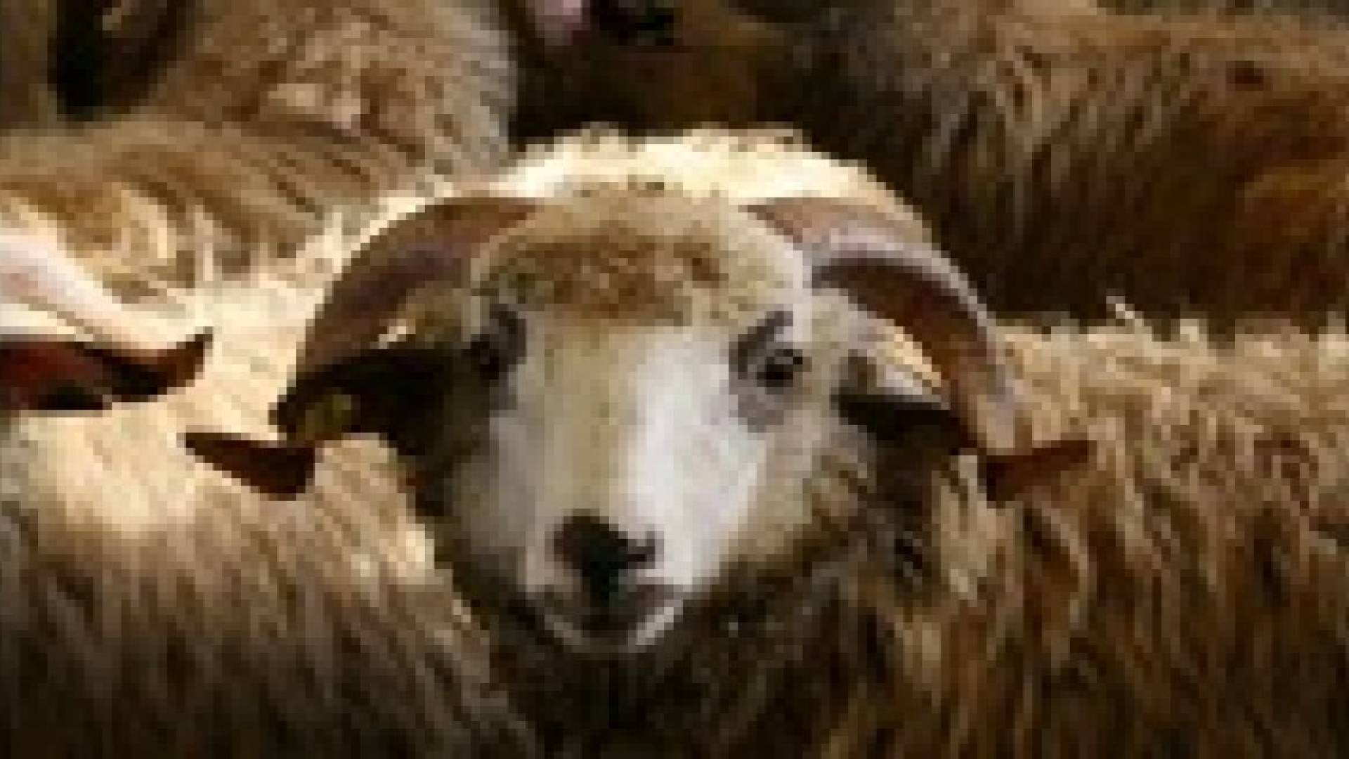 بيع 84 الف اضحية في العيد
