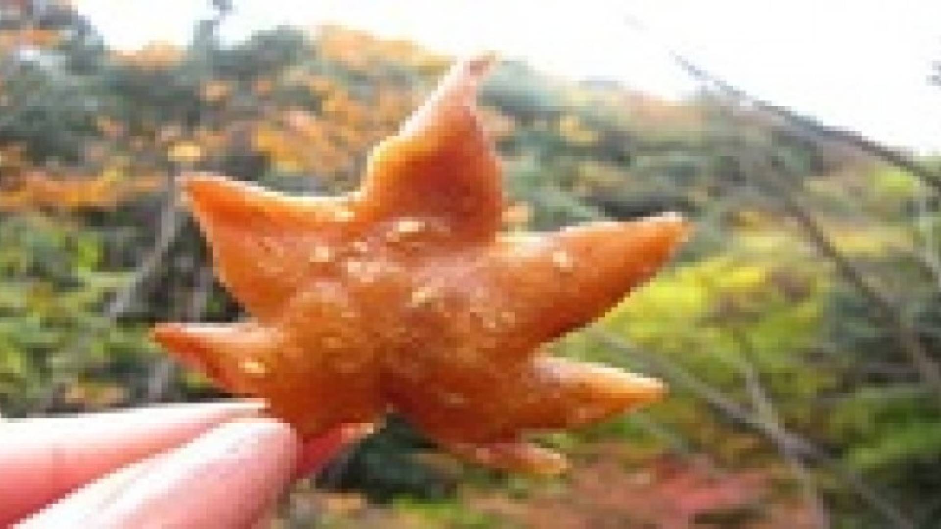 تحويل ورق الشجر المتساقط وجبات خفيفة باليابان .. صور