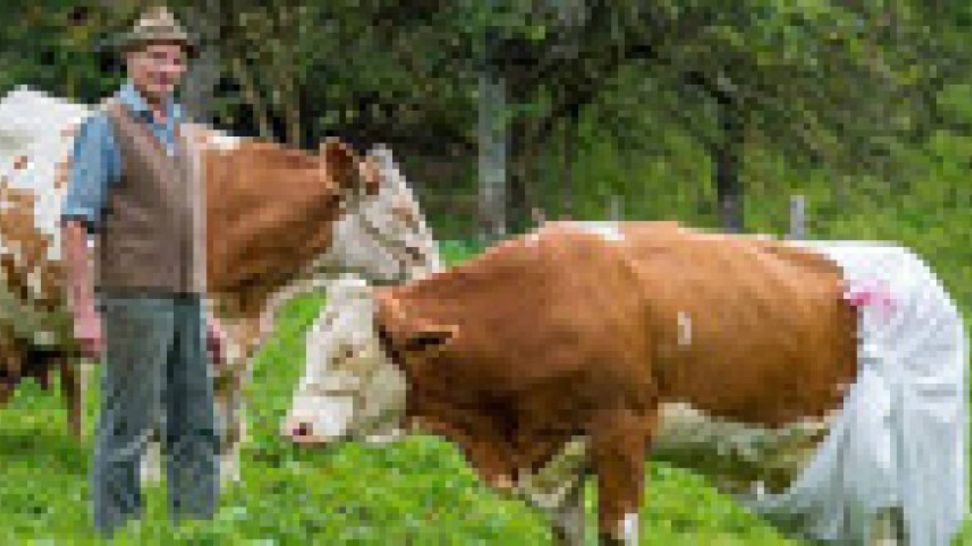 مزارع في ألمانيا يلبس أبقاره حفاضات استجابة لقانون البيئة الأوروبي