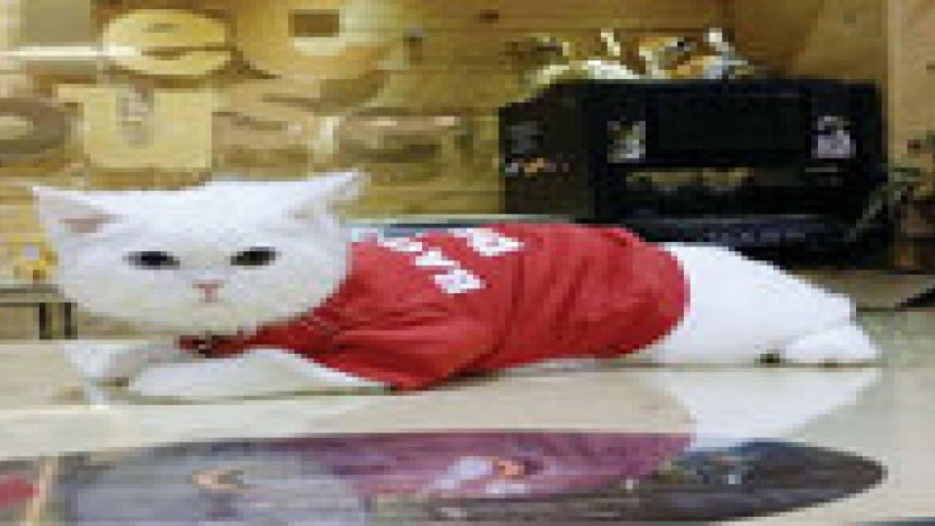 فنادق 5 نجوم للكلاب  في الكويت