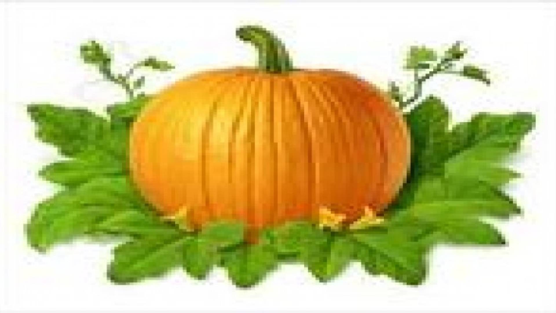 أثقل ثمرة يقطين وزنها طن ومحيطها خمسة أمتار