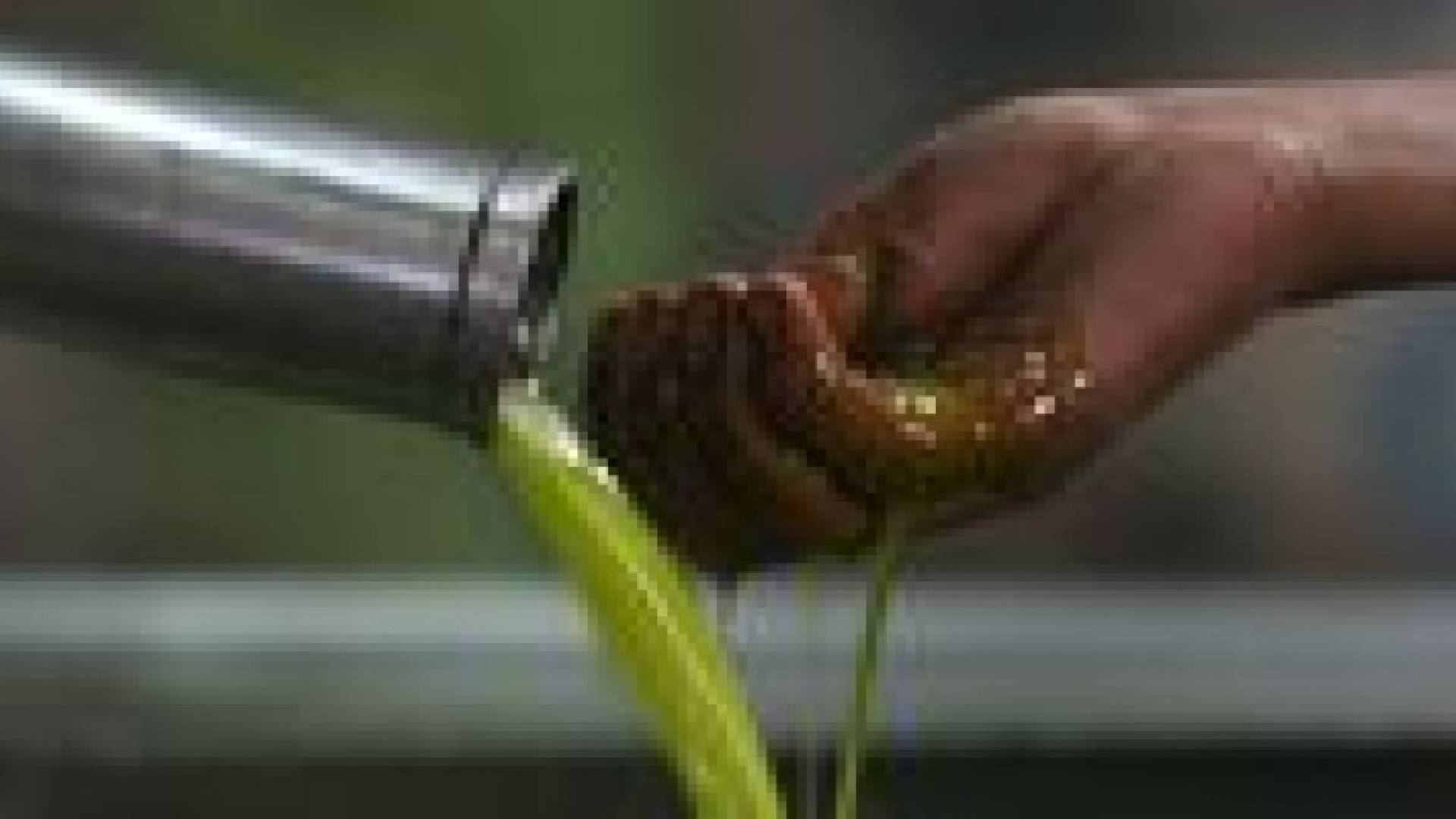 الفايز: تصدير زيت الزيتون لإسرائيل سيرفع سعر التنكة  لـ 100 دينار