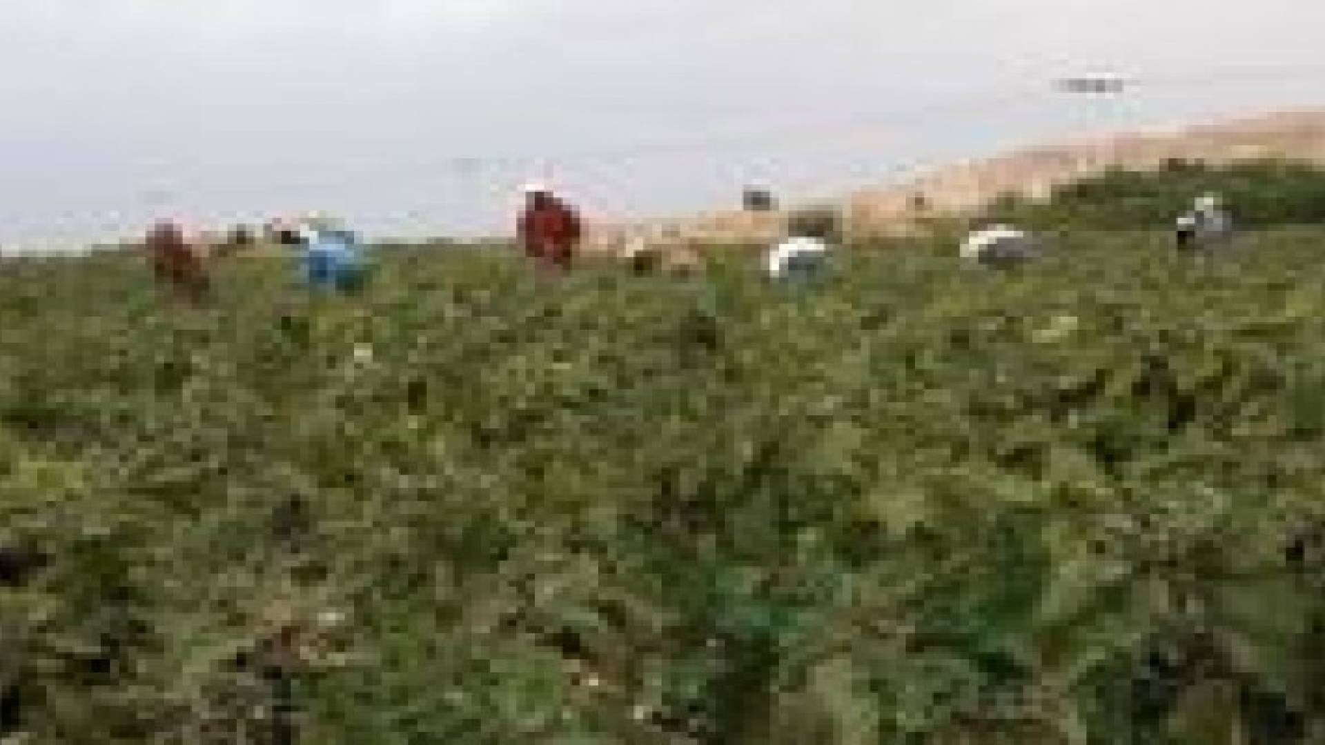 زراعة الاغوار الشمالية تدعو لتجنب المزروعات الحساسة للصقيع