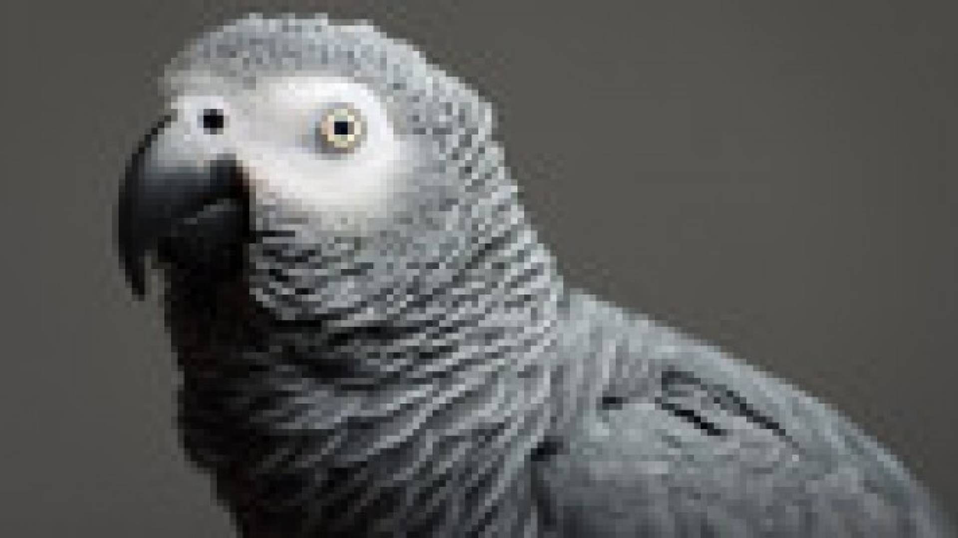 ببغاء يغيب 4 سنوات عن أصحابه ويعود متحدثا الإسبانية