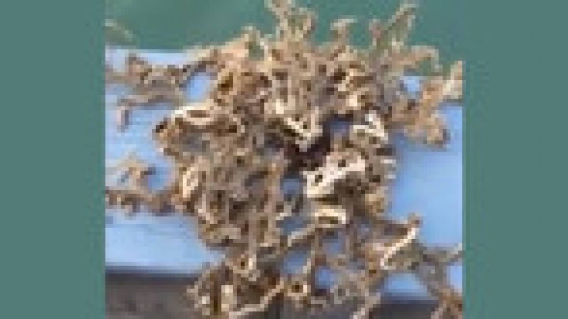 سنغافورة...اصطياد مخلوق غريب في البحر(فيديو)