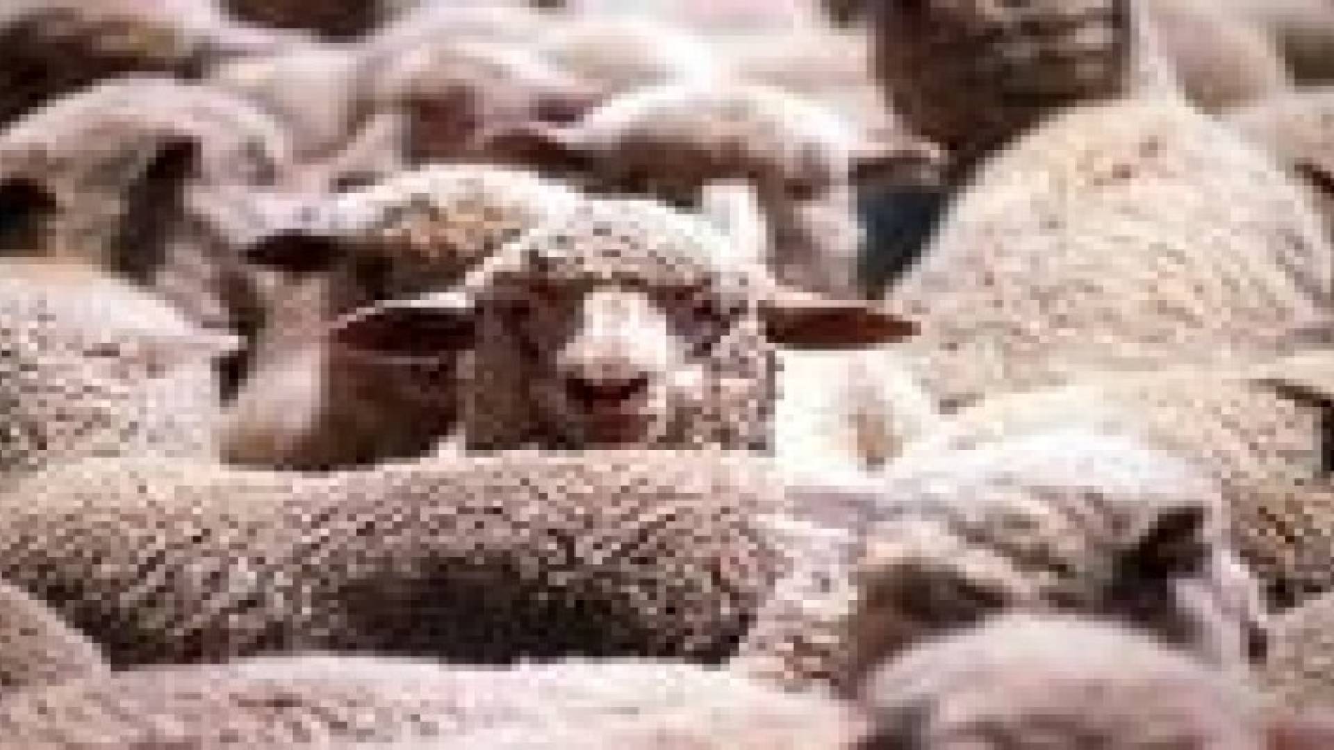 1500 دينار رسوم على الشاحنة المحملة بالخراف البلدية المصدرة للخارج