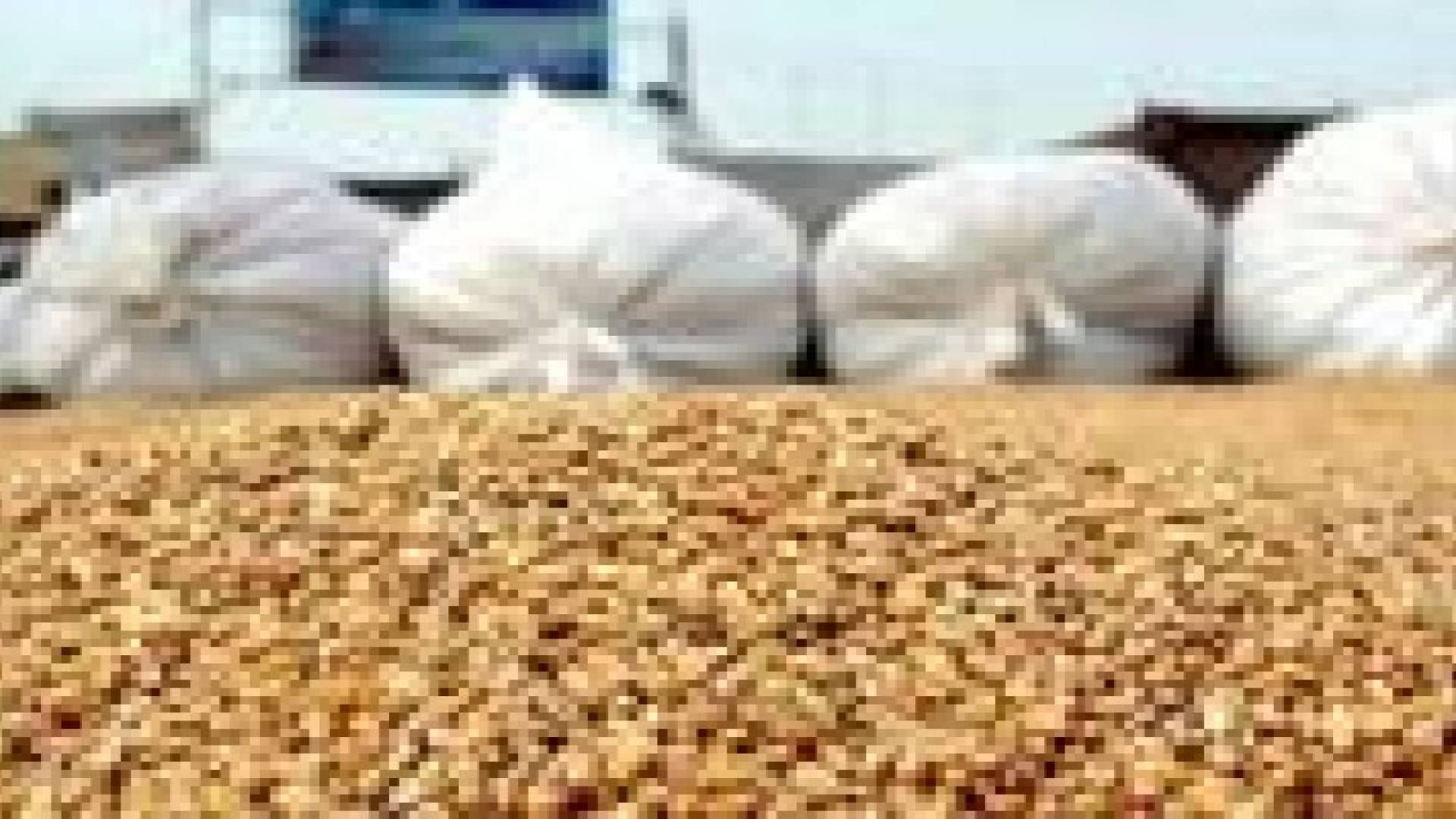 الاردن يطرح مناقصة لشراء 100 ألف طن من الشعير