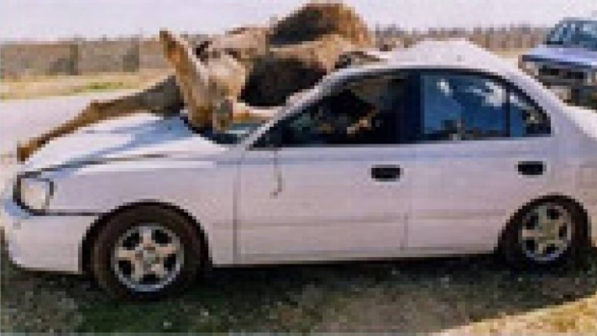 إصابة (4) أشخاص إثر اصطدام مركبة بحيوان(جمل) في العقبة