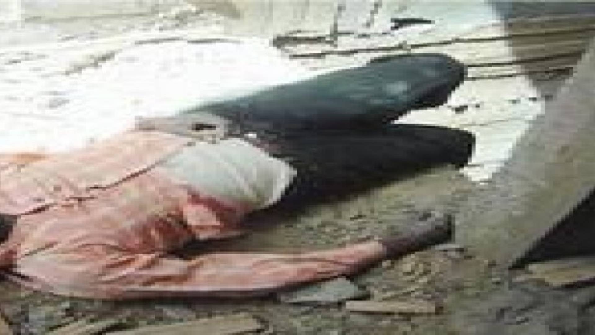 إصابة عامل وافد اثر حادث سقوط في العاصمة