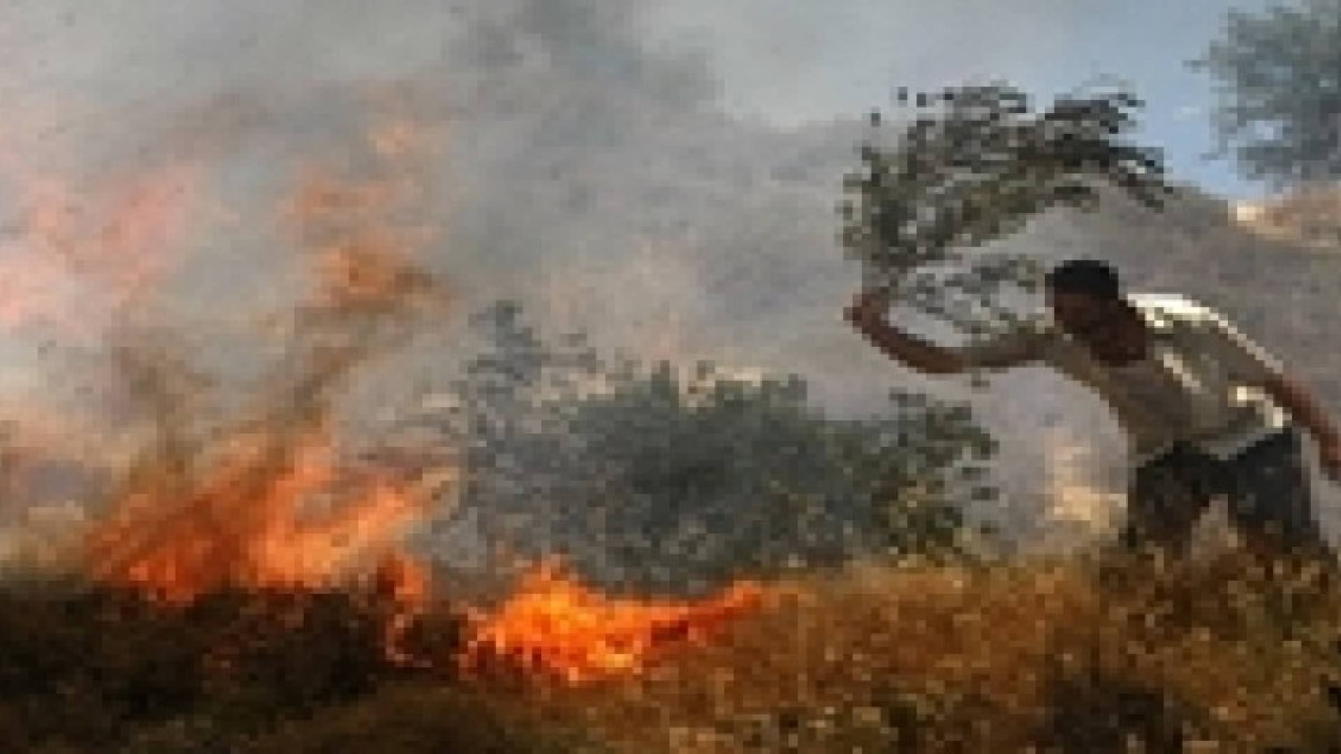 مستوطنون يحرقون 100 شجرة زيتون قرب نابلس