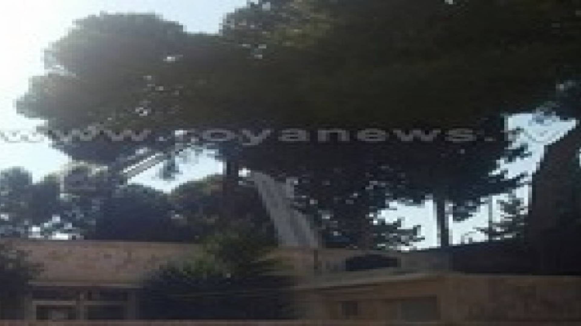 الدفاع المدني ينقذ قطة علقت على شجرة ..صور