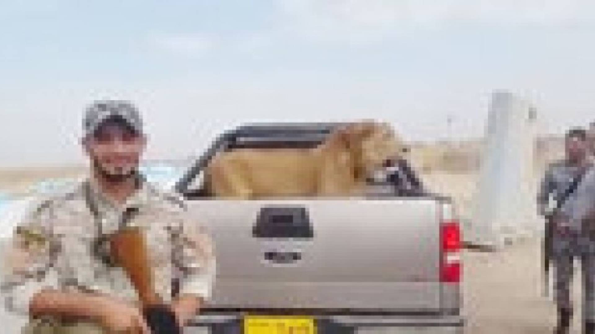 بالفيديو: أسد عراقي يحارب كتفا لكتف مع الجيش العراقي ضد "داعش"