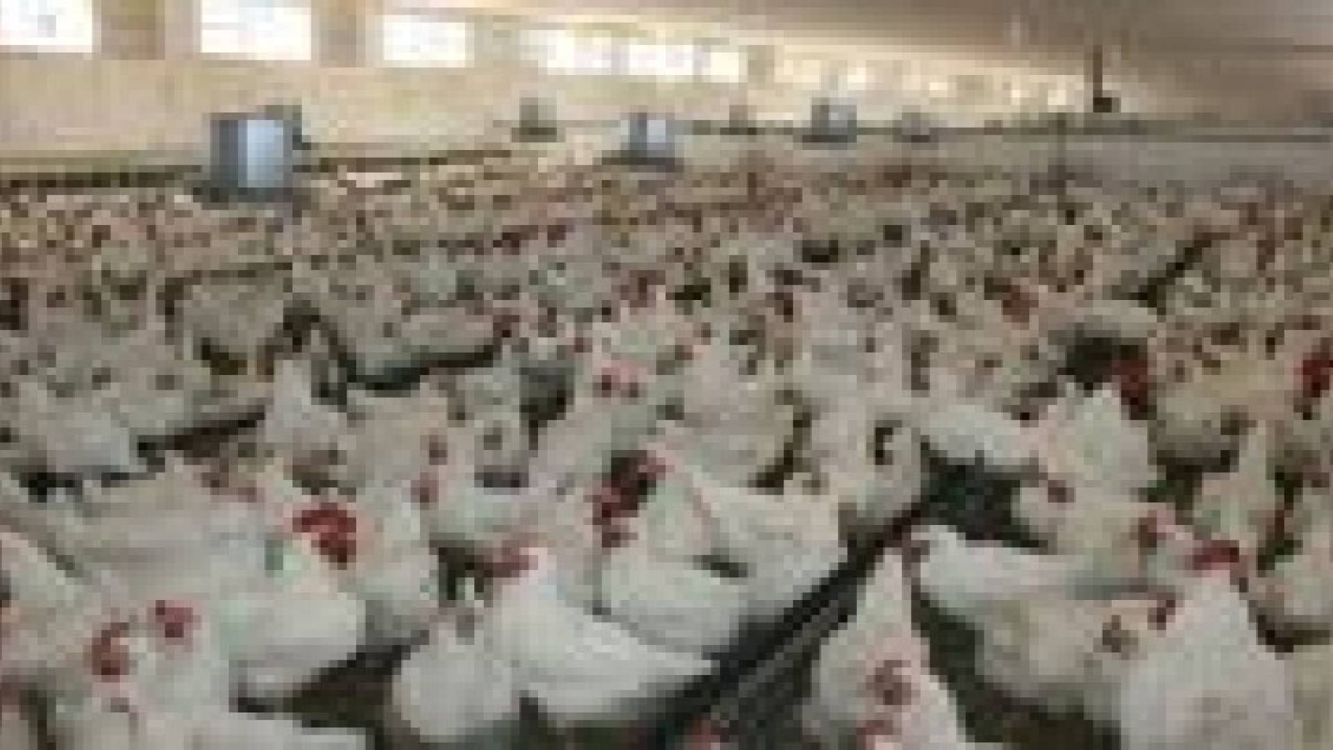 انخفاض اسعار الدواجن في السوق المحلية