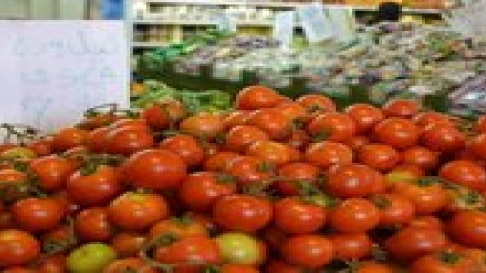 ارتفاع اسعار البندورة يعود للانتقال من الموسم الصيفي الى الشتوي