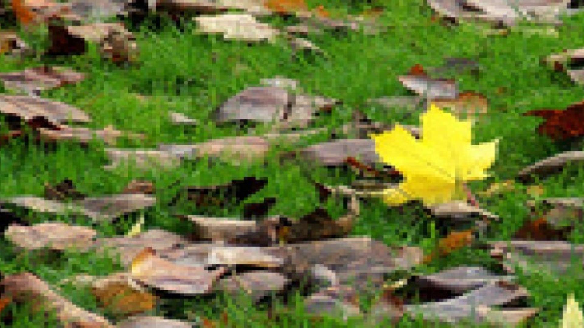 اجواء خريفيه نهارا  وباردة ليلا