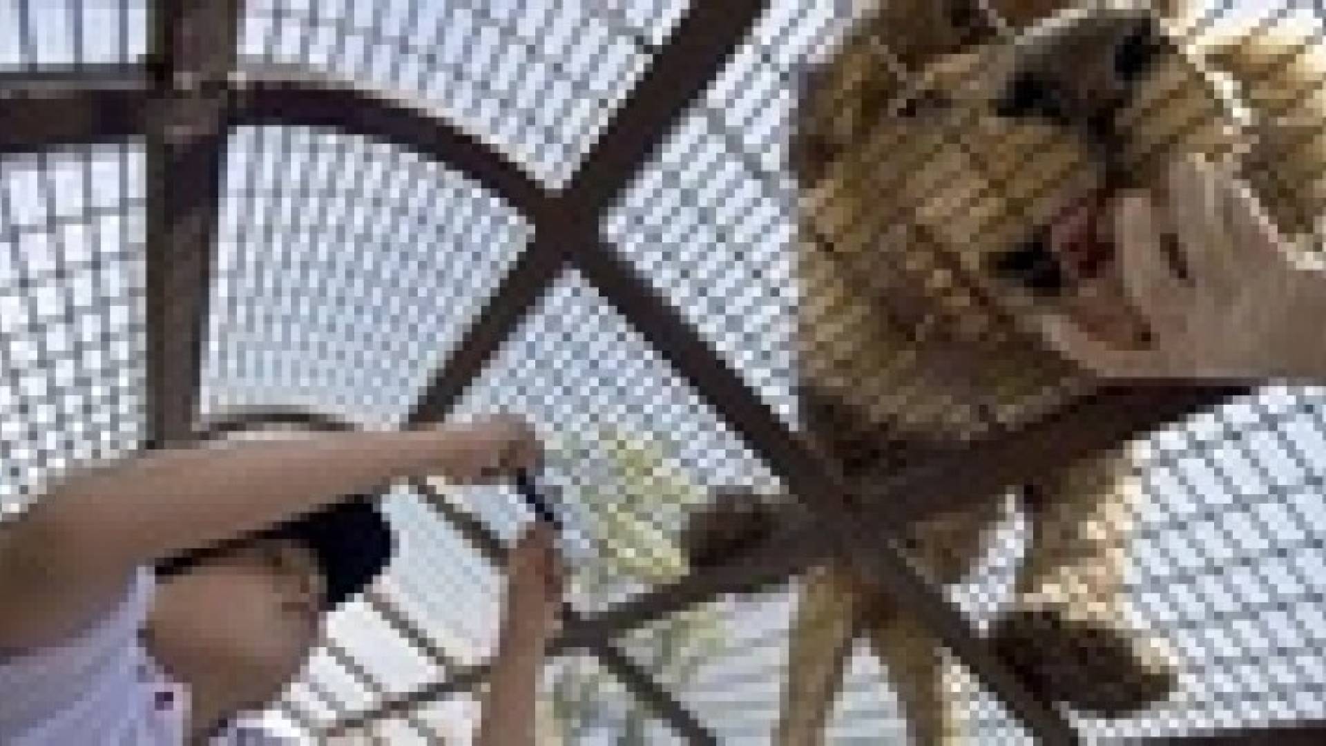 بالصور: حديقة فريدة من نوعها تحبس الزوار بدلا من الحيوانات