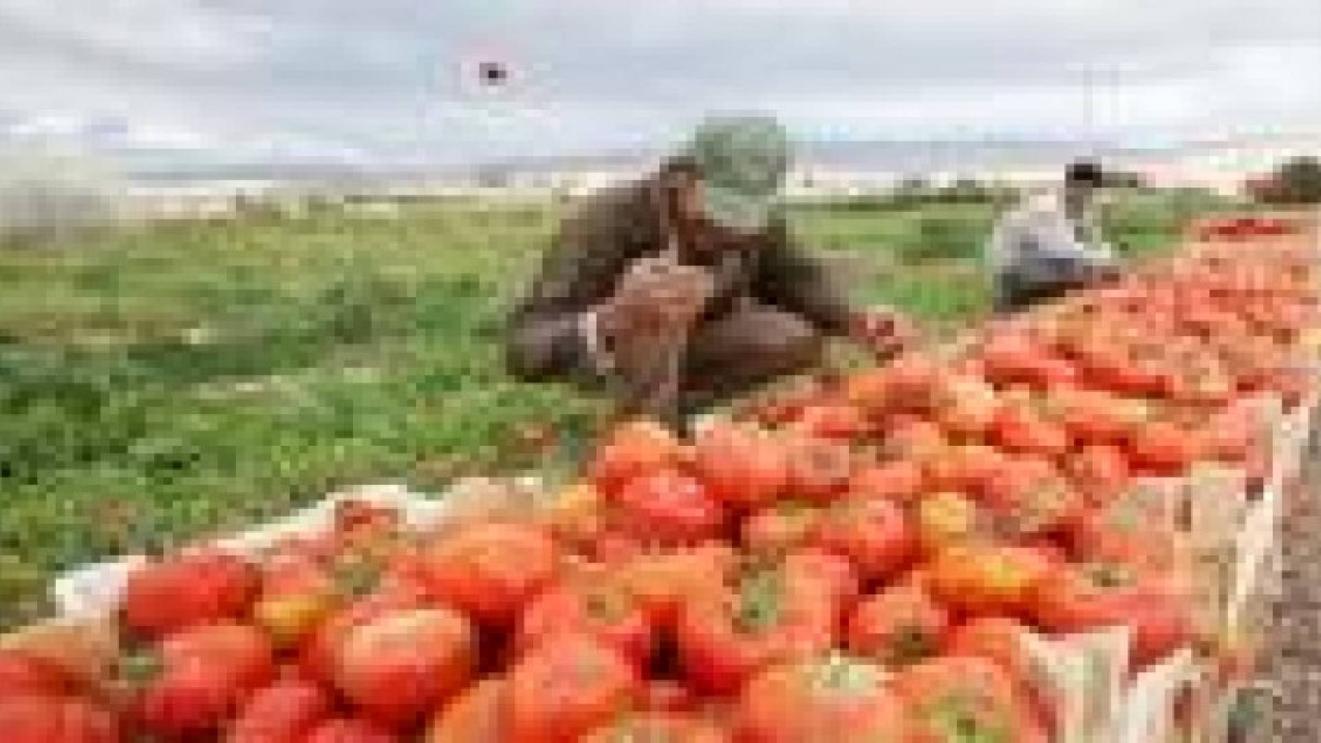 أعباء اللجوء السوري تزحف على القطاع الزراعي وتربك معادلة الإنتاج