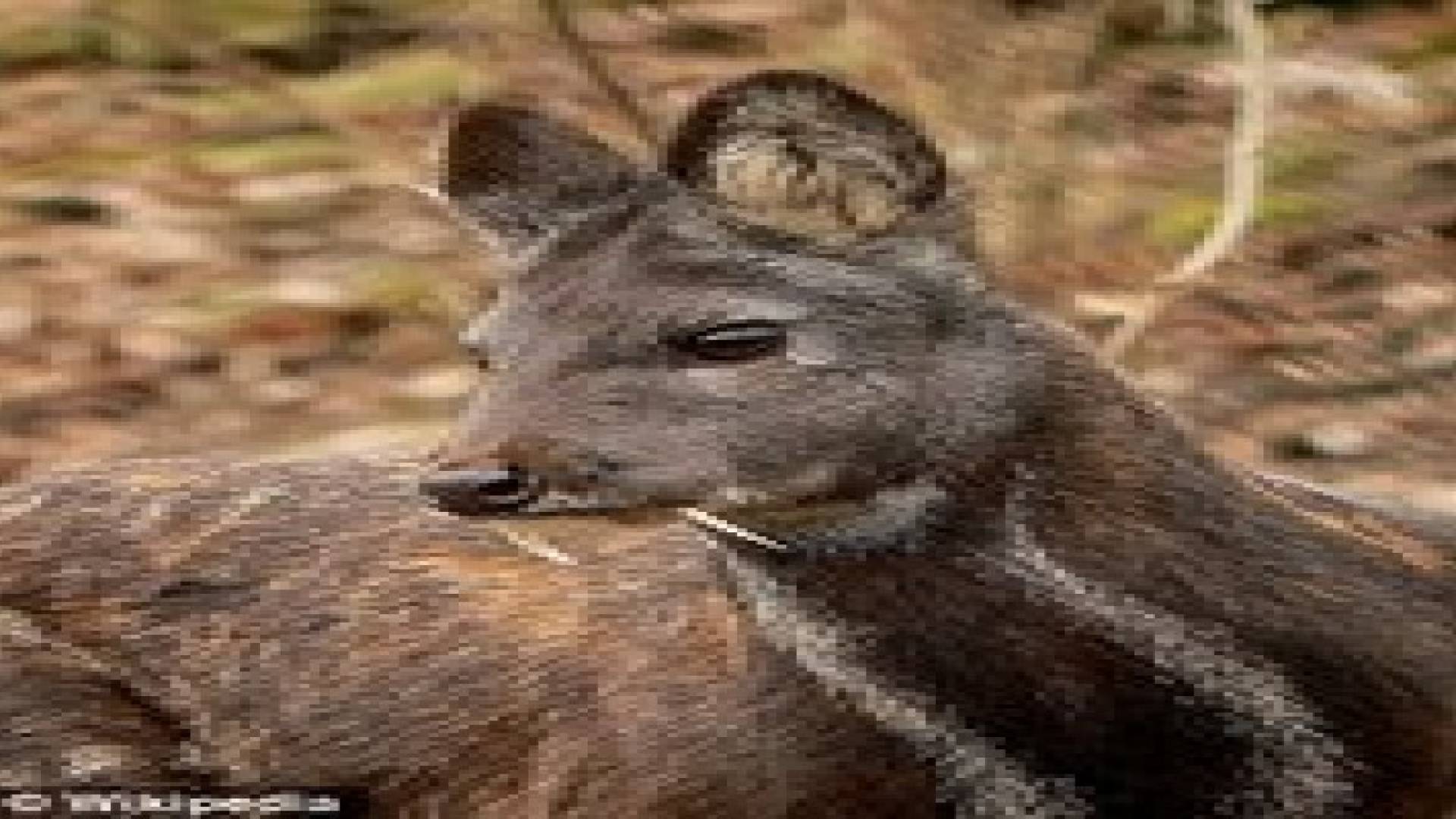 بالصور.. الغزال مصاص الدماء