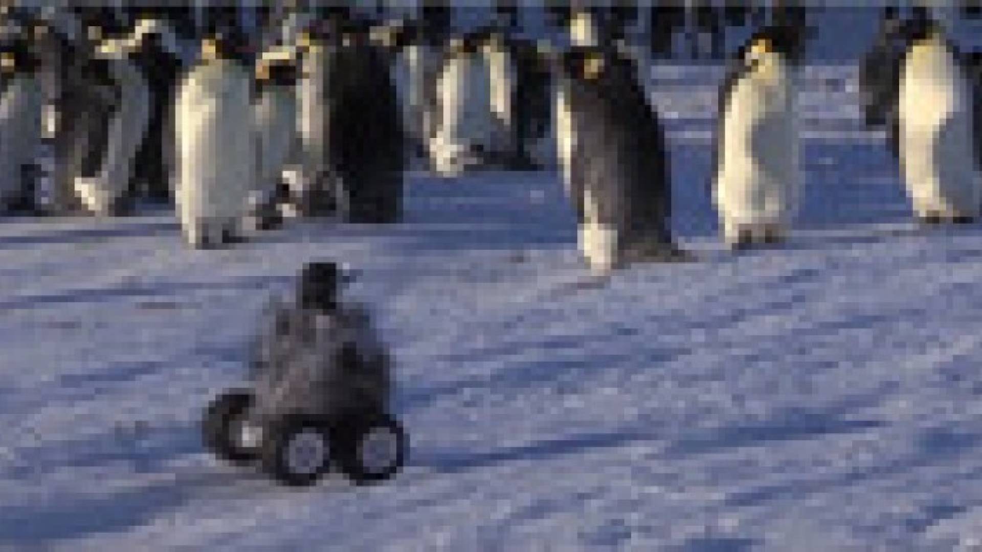 اختراع روبوت للتجسس على طيور البطريق .. فيديو