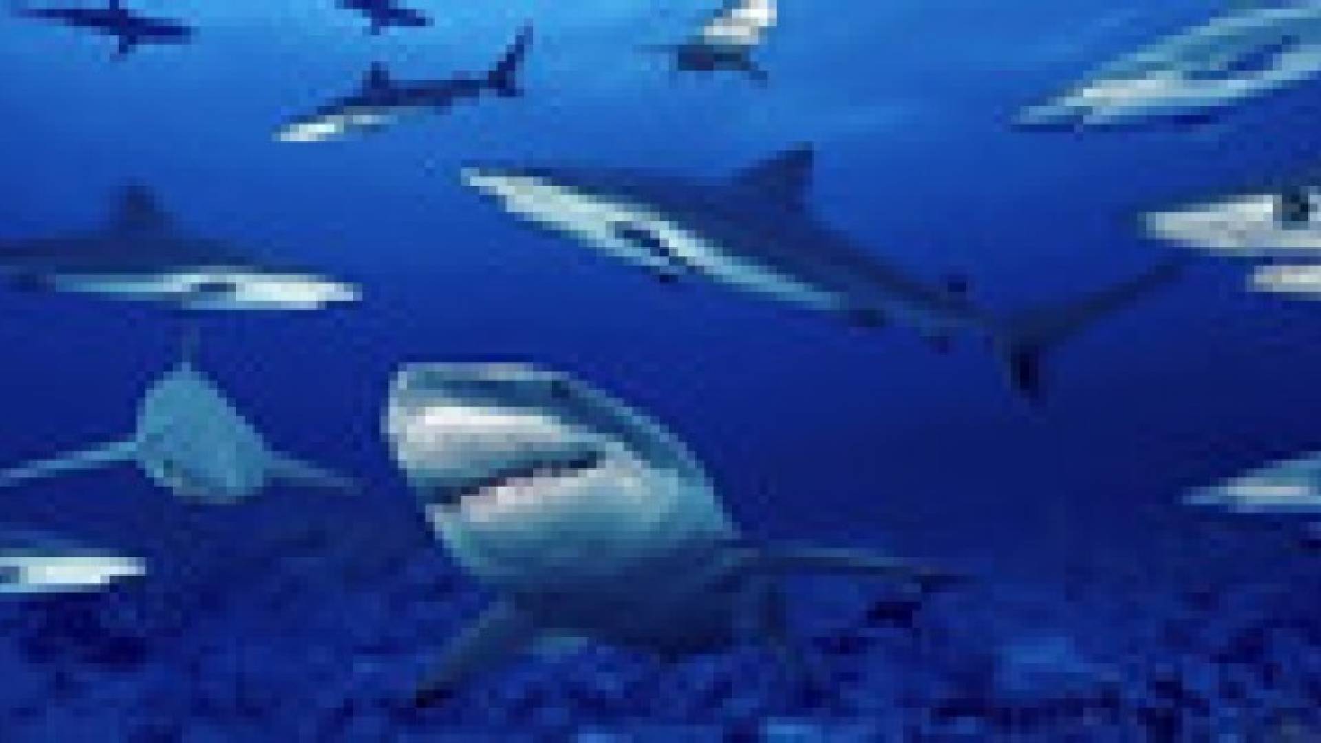 أمريكي يعثر على سمكة قرش عمرها 15 مليون سنة