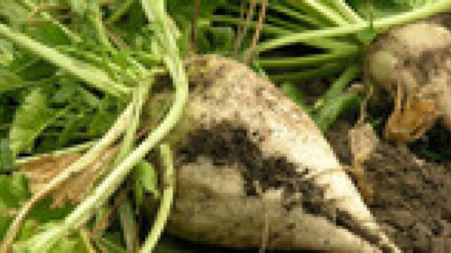 بنجر السكر بديلا للدم البشري