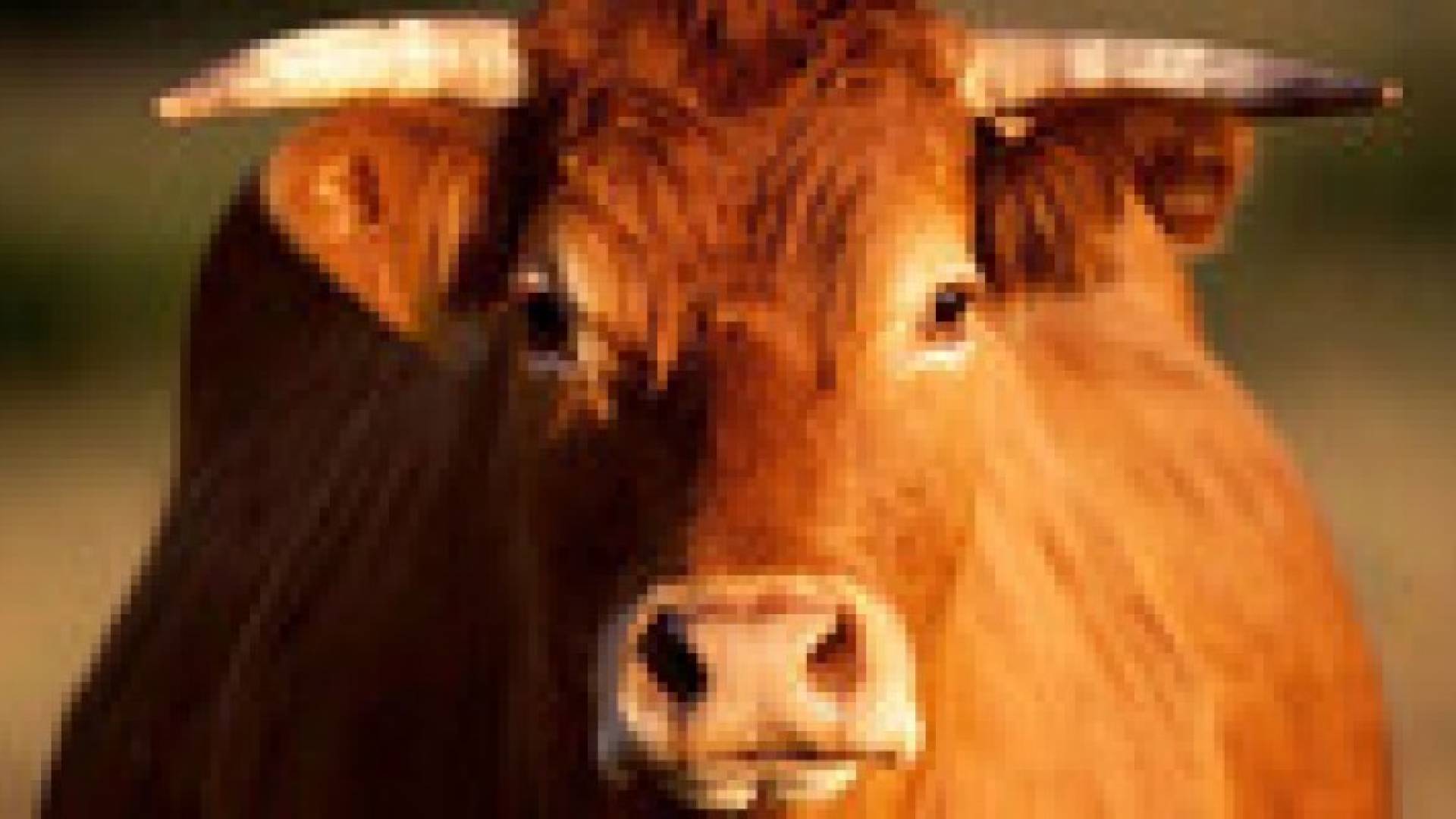 ايرلندا.. الحكم على ثور "غريب الأطوار" بالإعدام