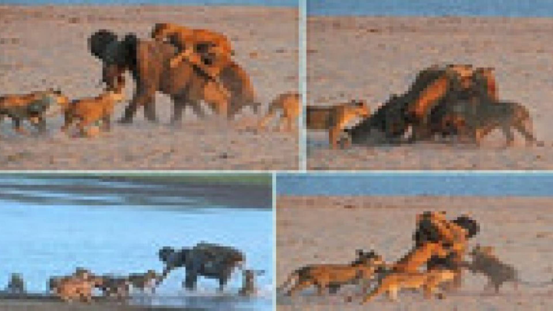 فيديو لفيل مراهق يذل 14 أسدا في معركة برمائية