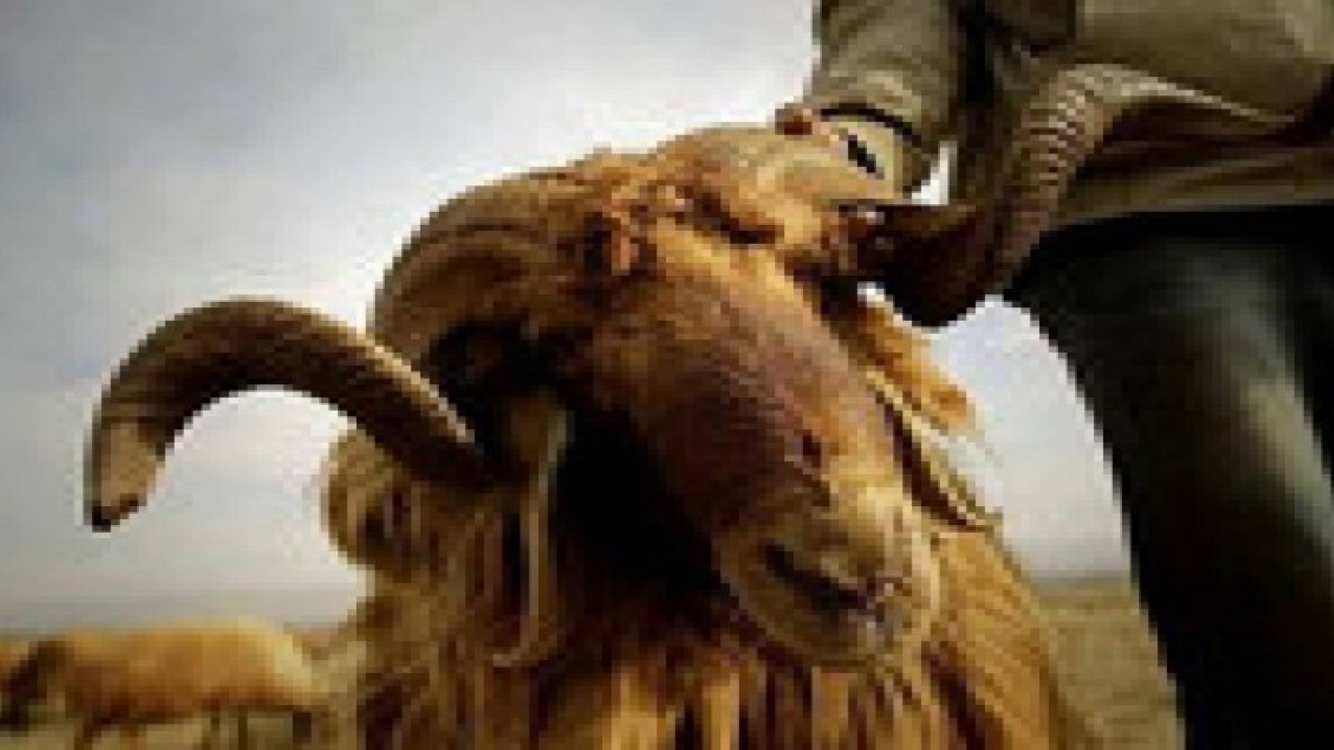 تصدير 550 الف خروف للاسواق الخليجية منذ مطلع العام