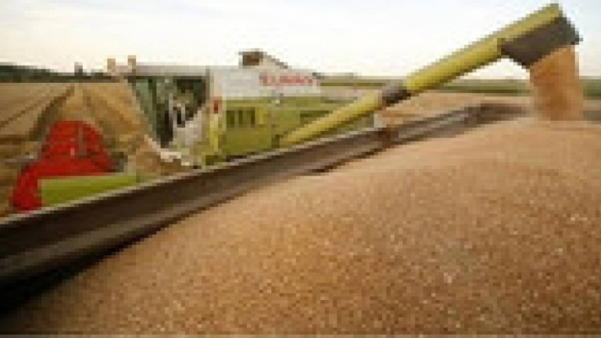 الأردن يشتري 100 ألف طن قمح بقيمة 28.7 مليون دولار