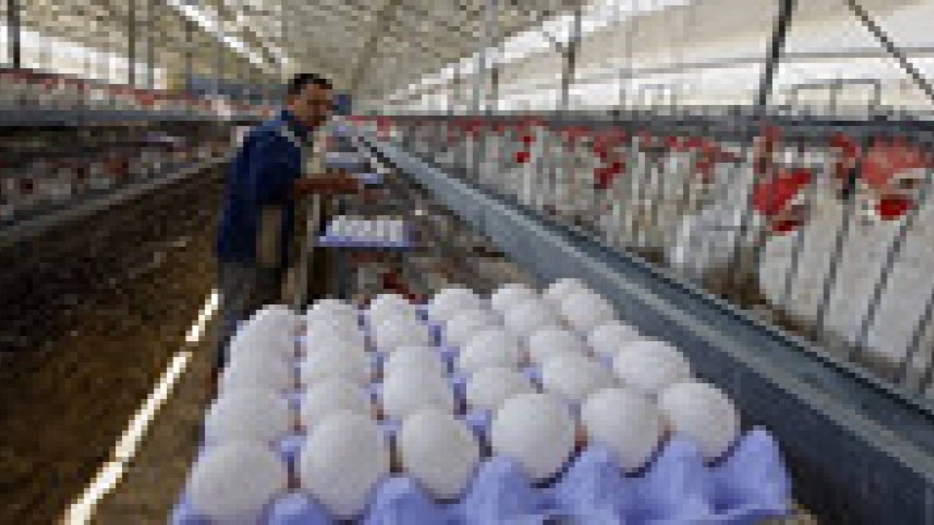 قطاع الدواجن يشهد أزمة تسويقية وانخفاضا بأسعار بيض المائدة