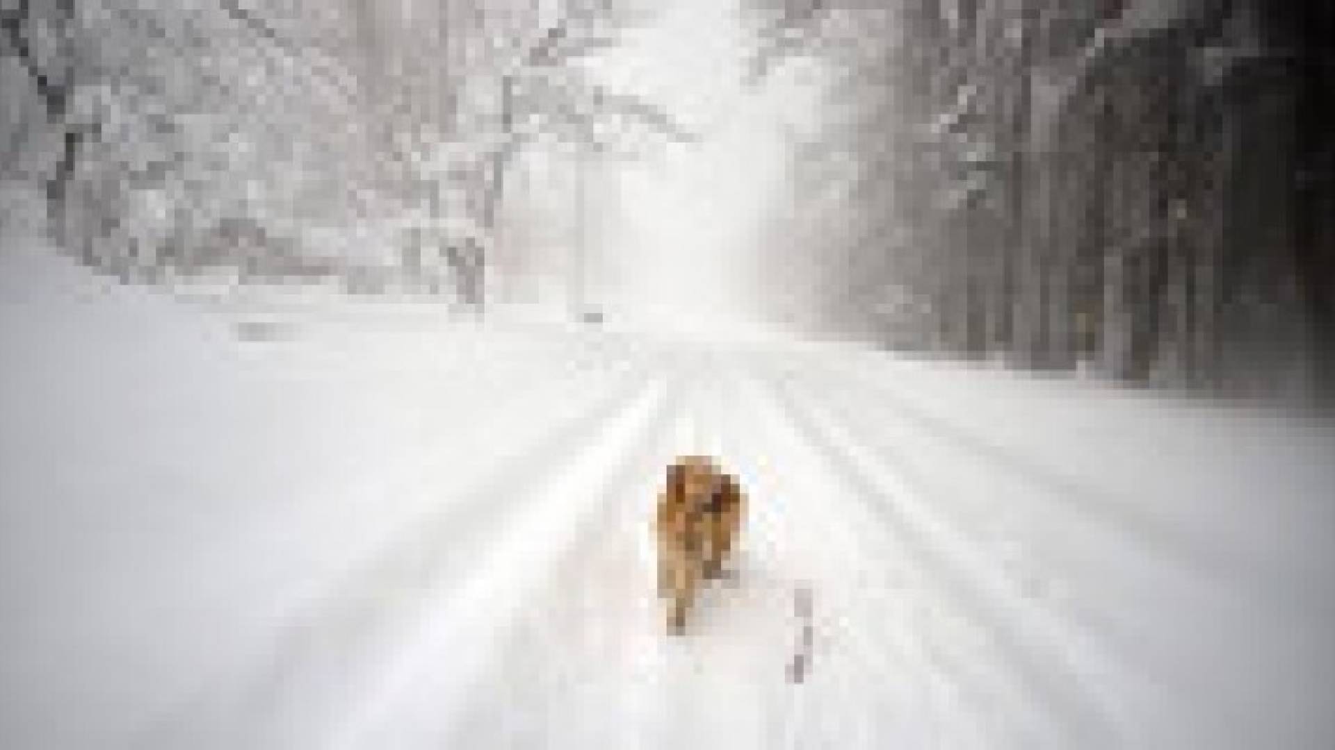 ارتفاع حصيلة قتلى الثلوج بنيويورك